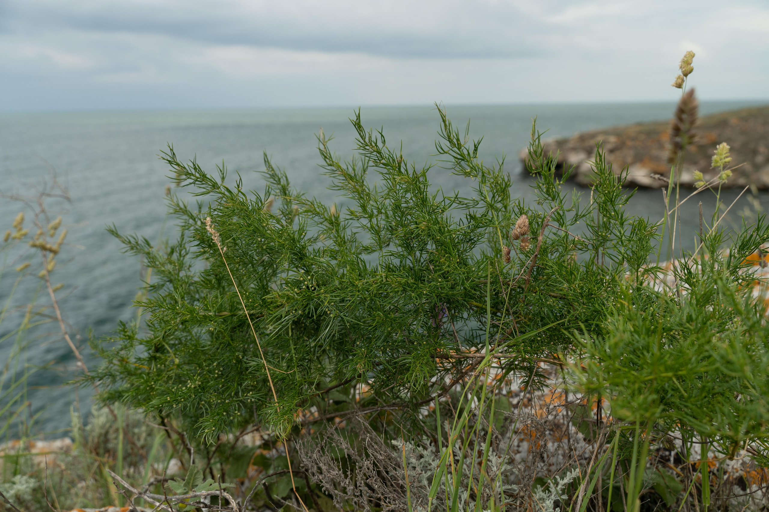 Все растения. Автомобильный фотограф Светлана Усова