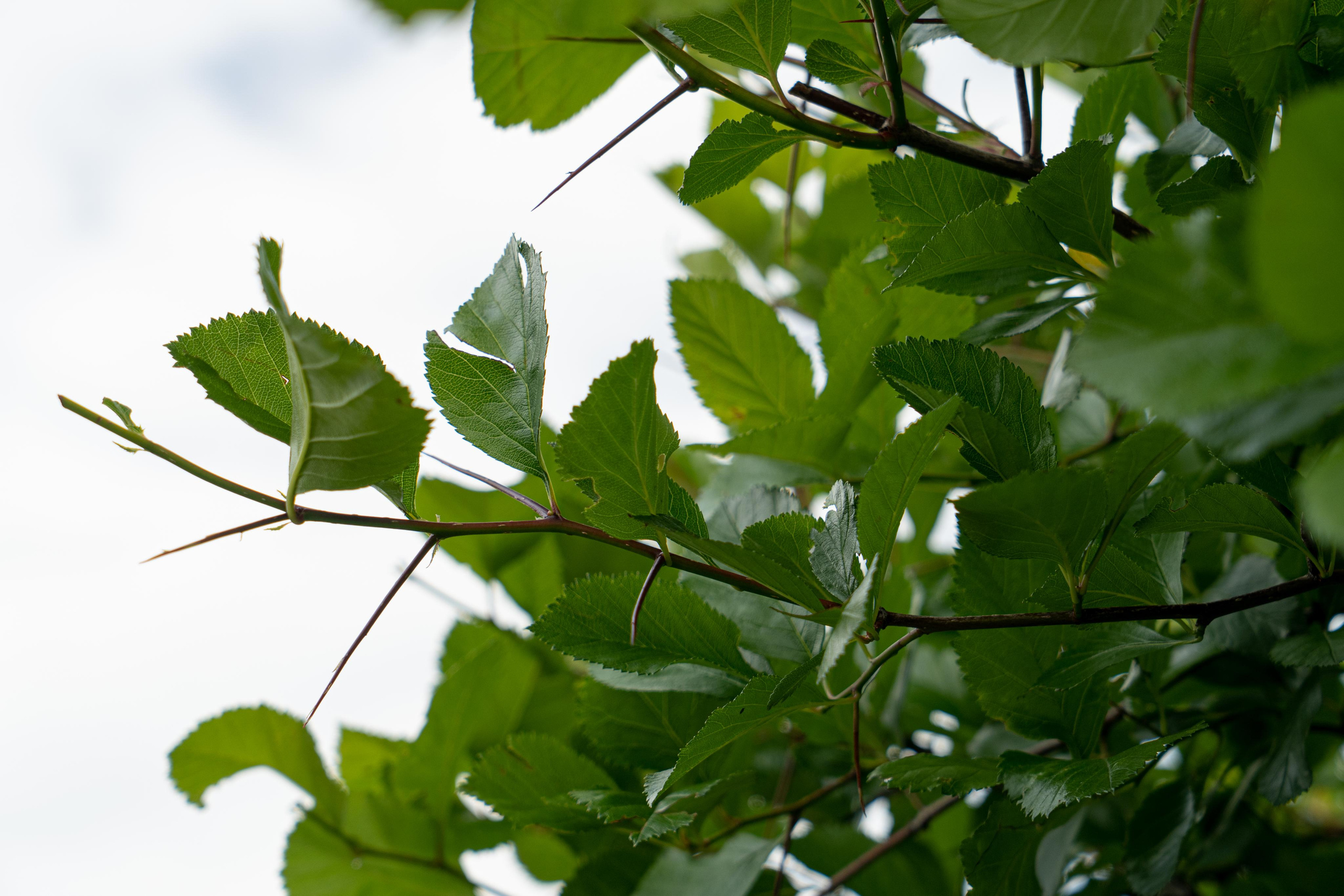 Все растения. Автомобильный фотограф Светлана Усова