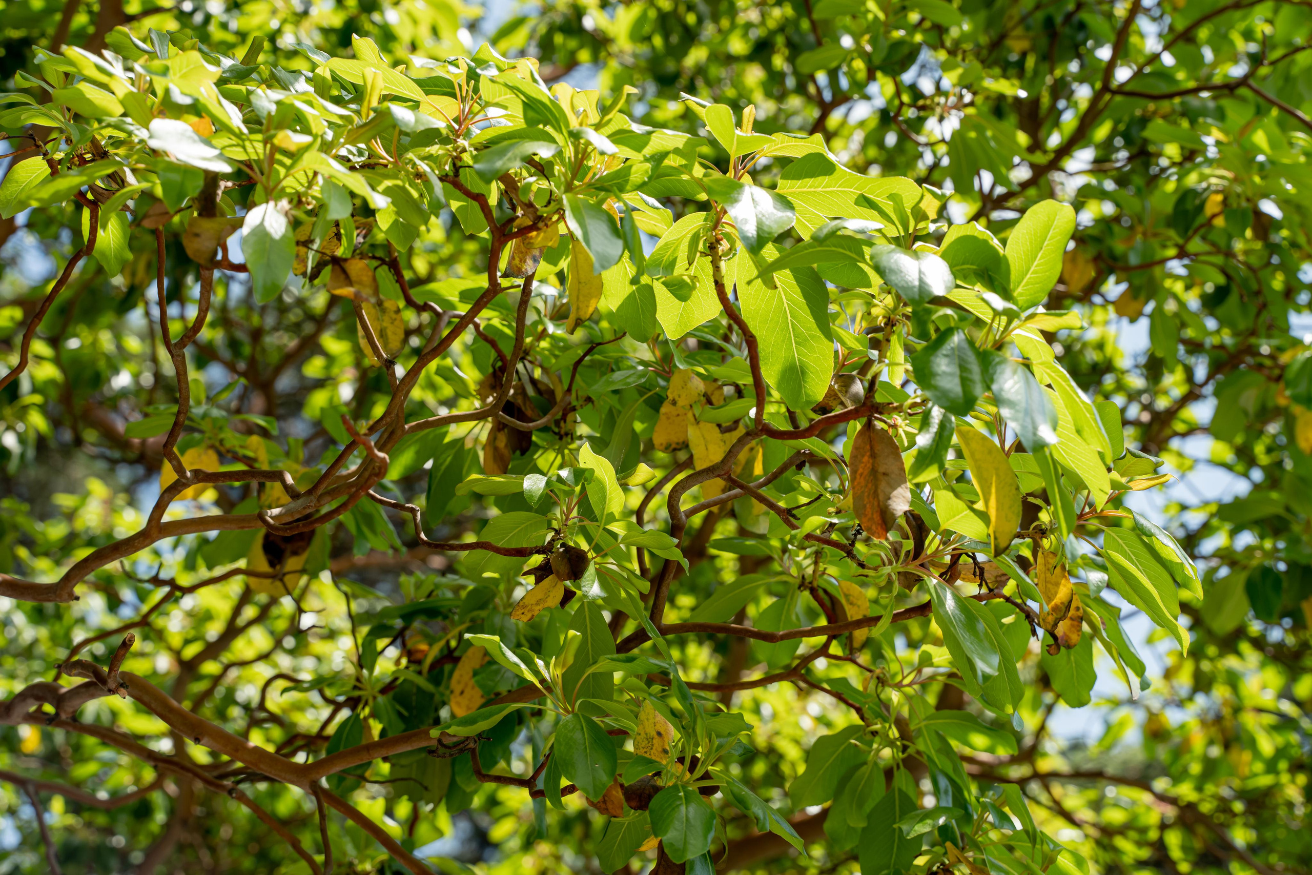 Все растения. Автомобильный фотограф Светлана Усова