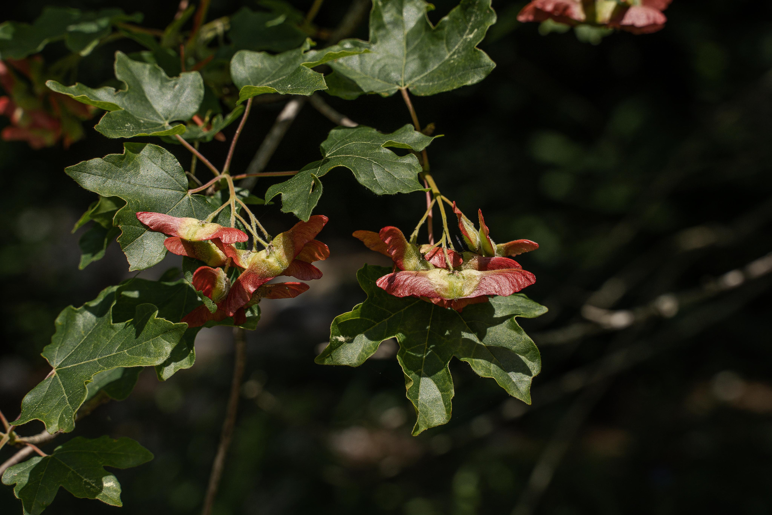 Все растения. Автомобильный фотограф Светлана Усова