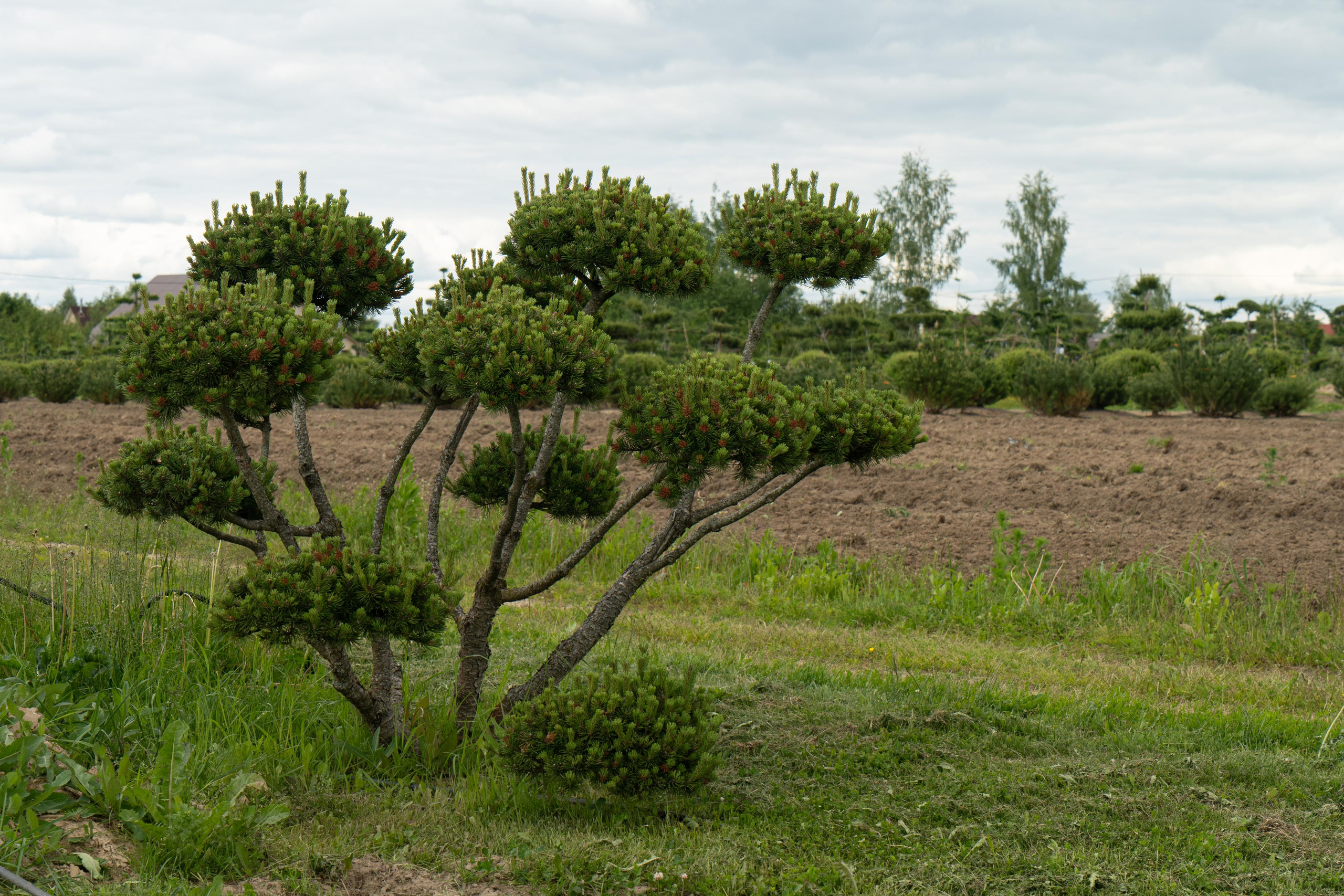 Все растения. Автомобильный фотограф Светлана Усова
