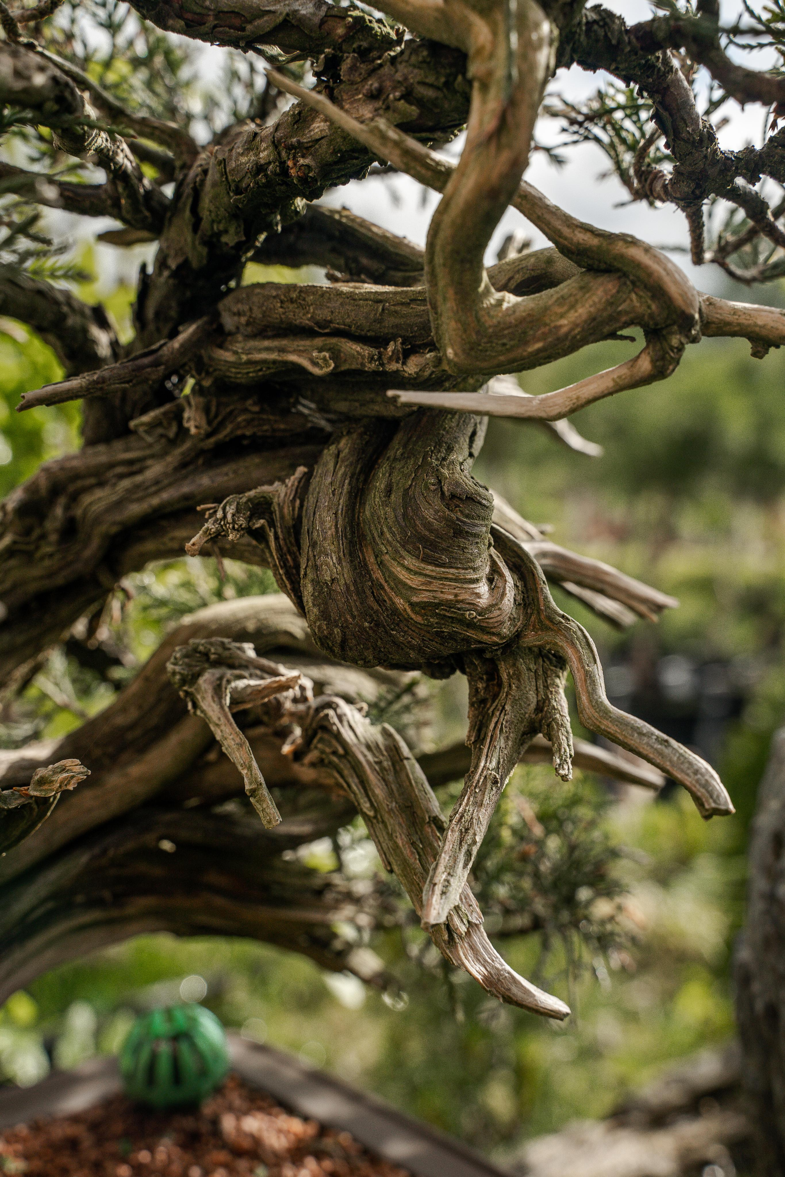 Бонсай. Автомобильный фотограф Светлана Усова
