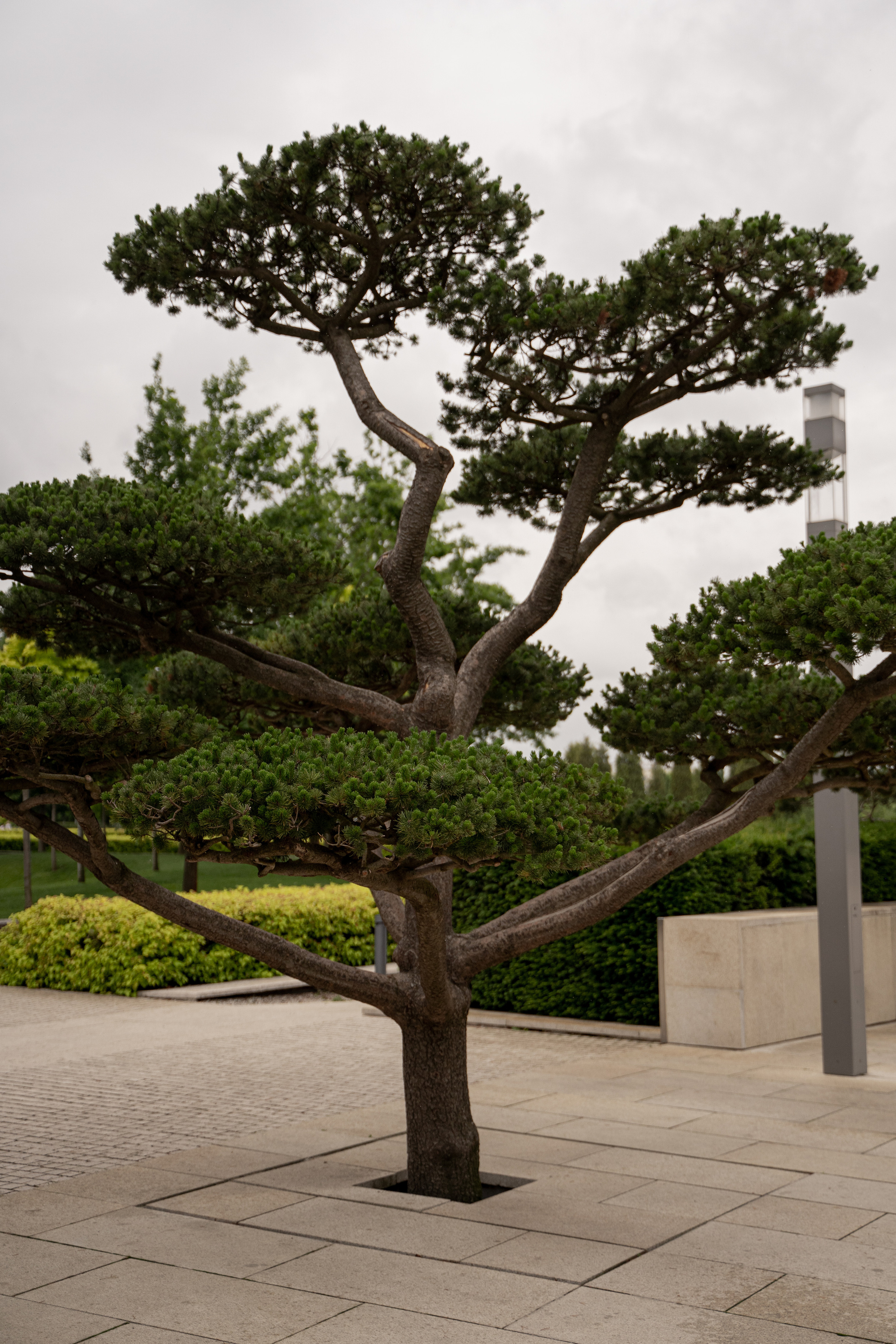 Все растения. Автомобильный фотограф Светлана Усова