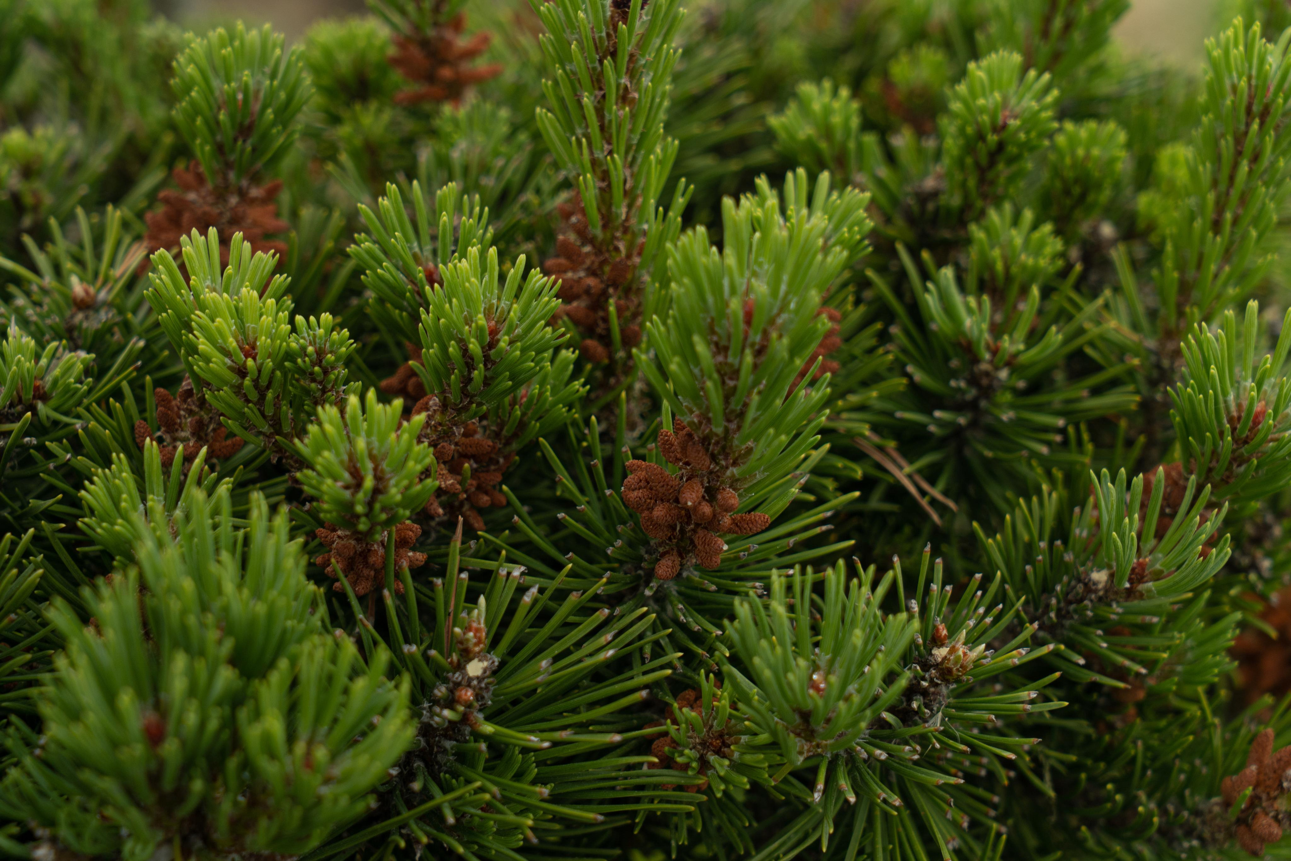 Все растения. Автомобильный фотограф Светлана Усова