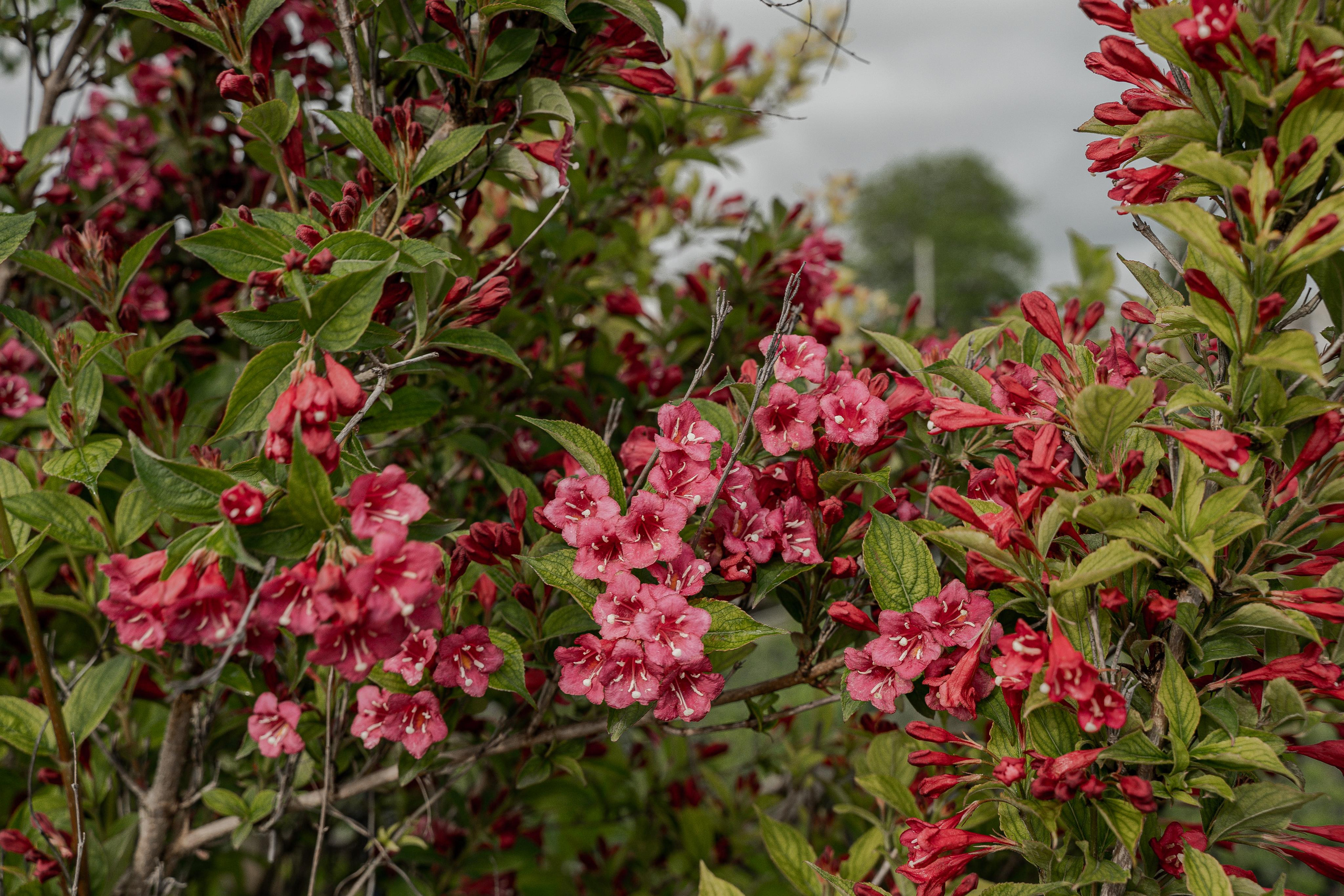 Питомники. Автомобильный фотограф Светлана Усова