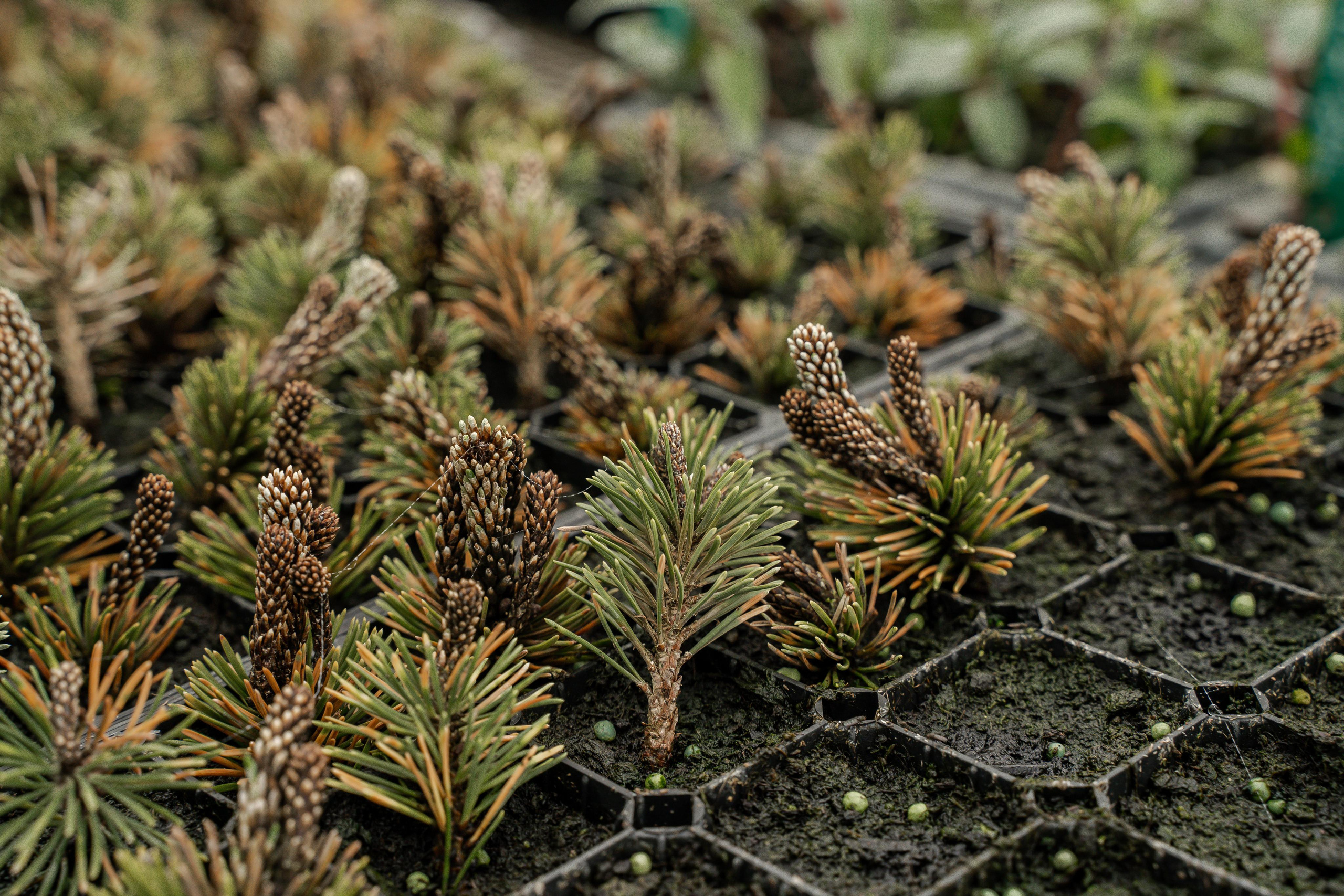 Питомники. Автомобильный фотограф Светлана Усова