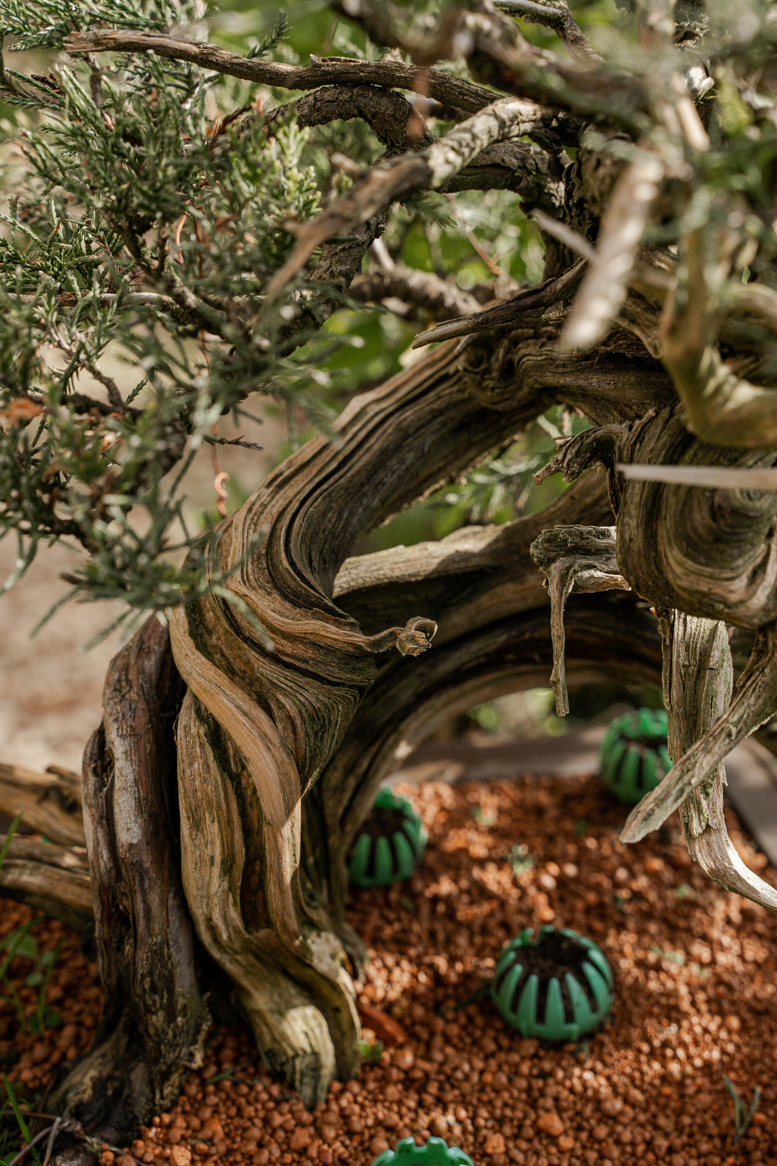 Бонсай. Автомобильный фотограф Светлана Усова