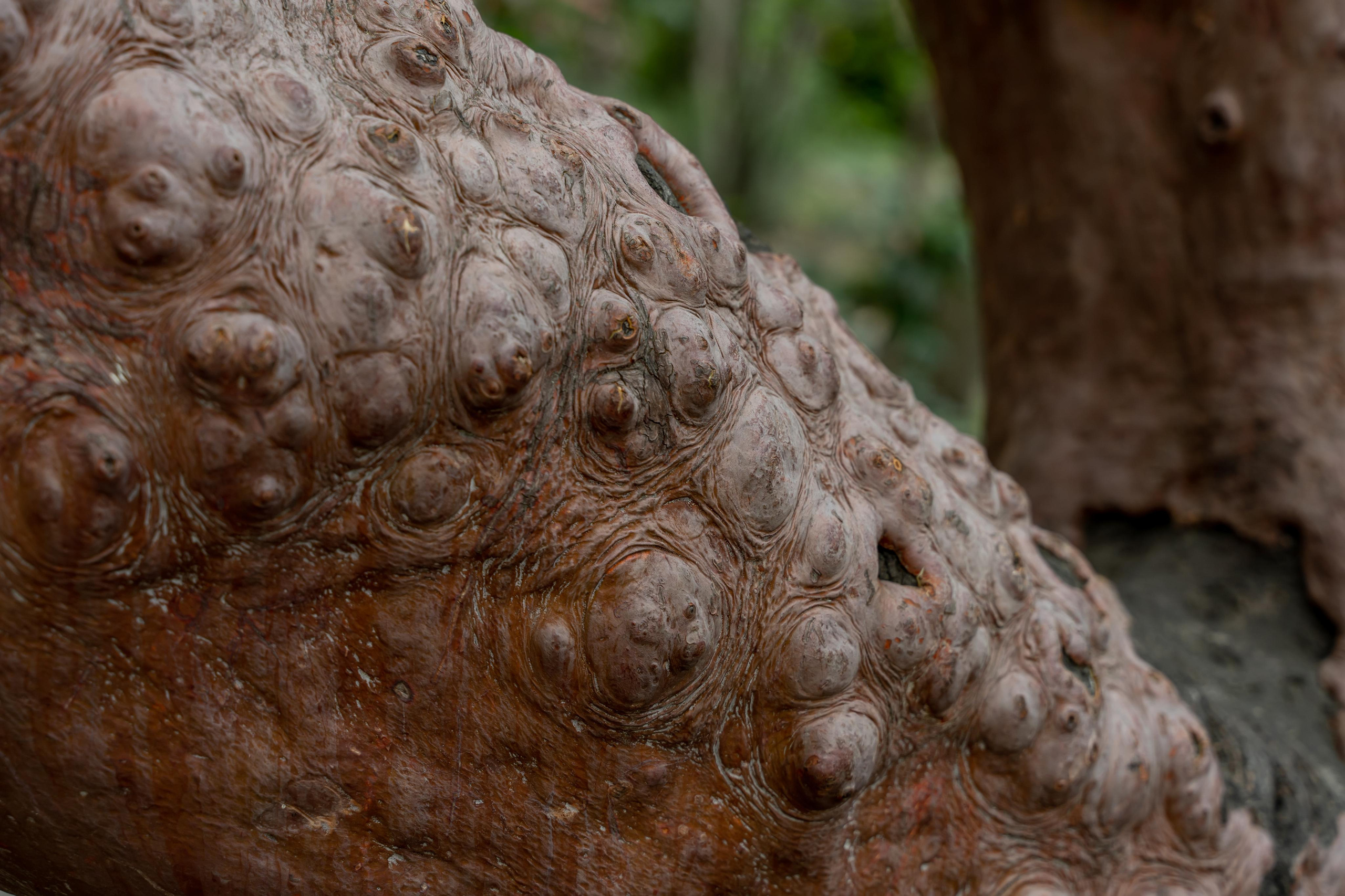 Все растения. Автомобильный фотограф Светлана Усова