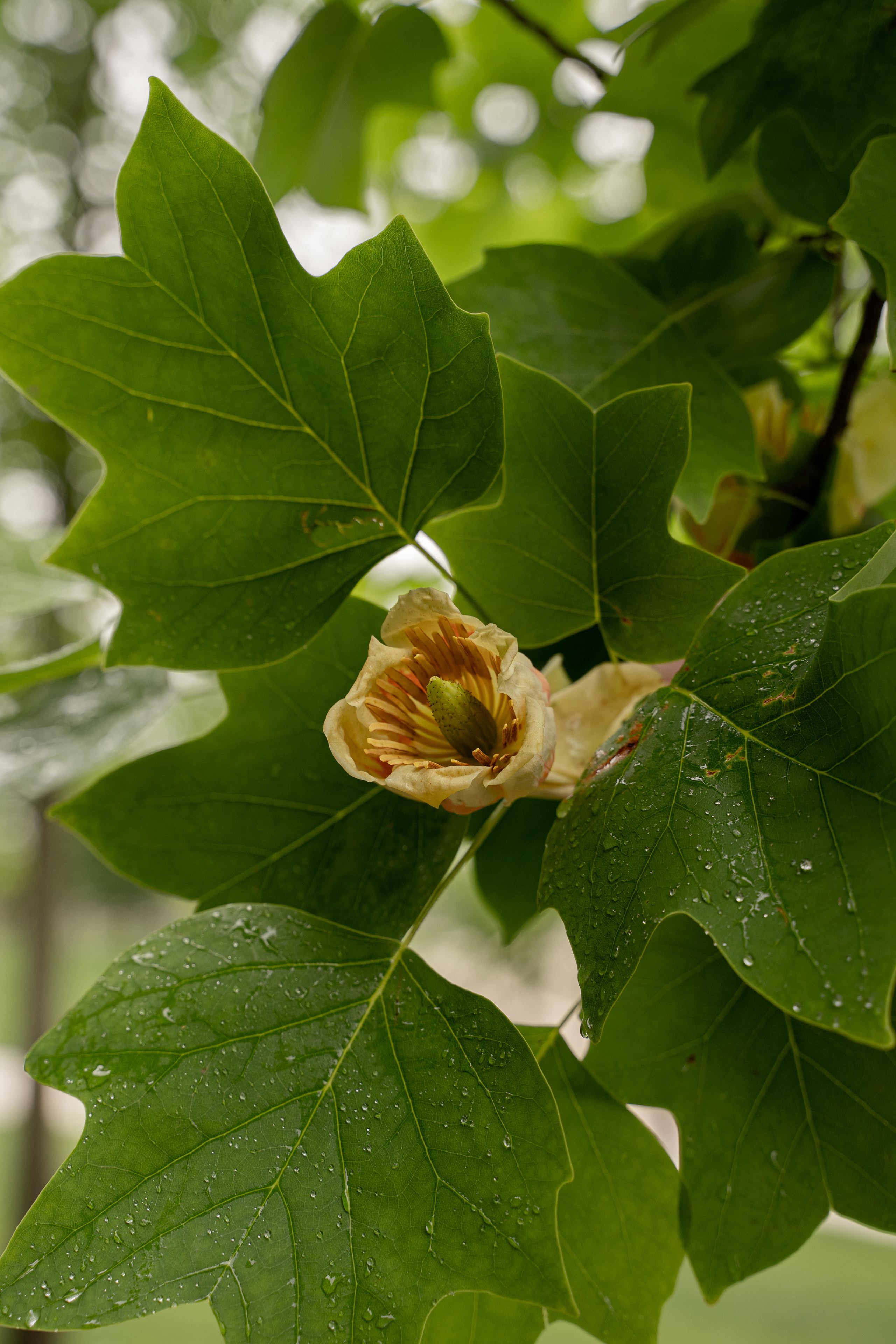 Все растения. Автомобильный фотограф Светлана Усова