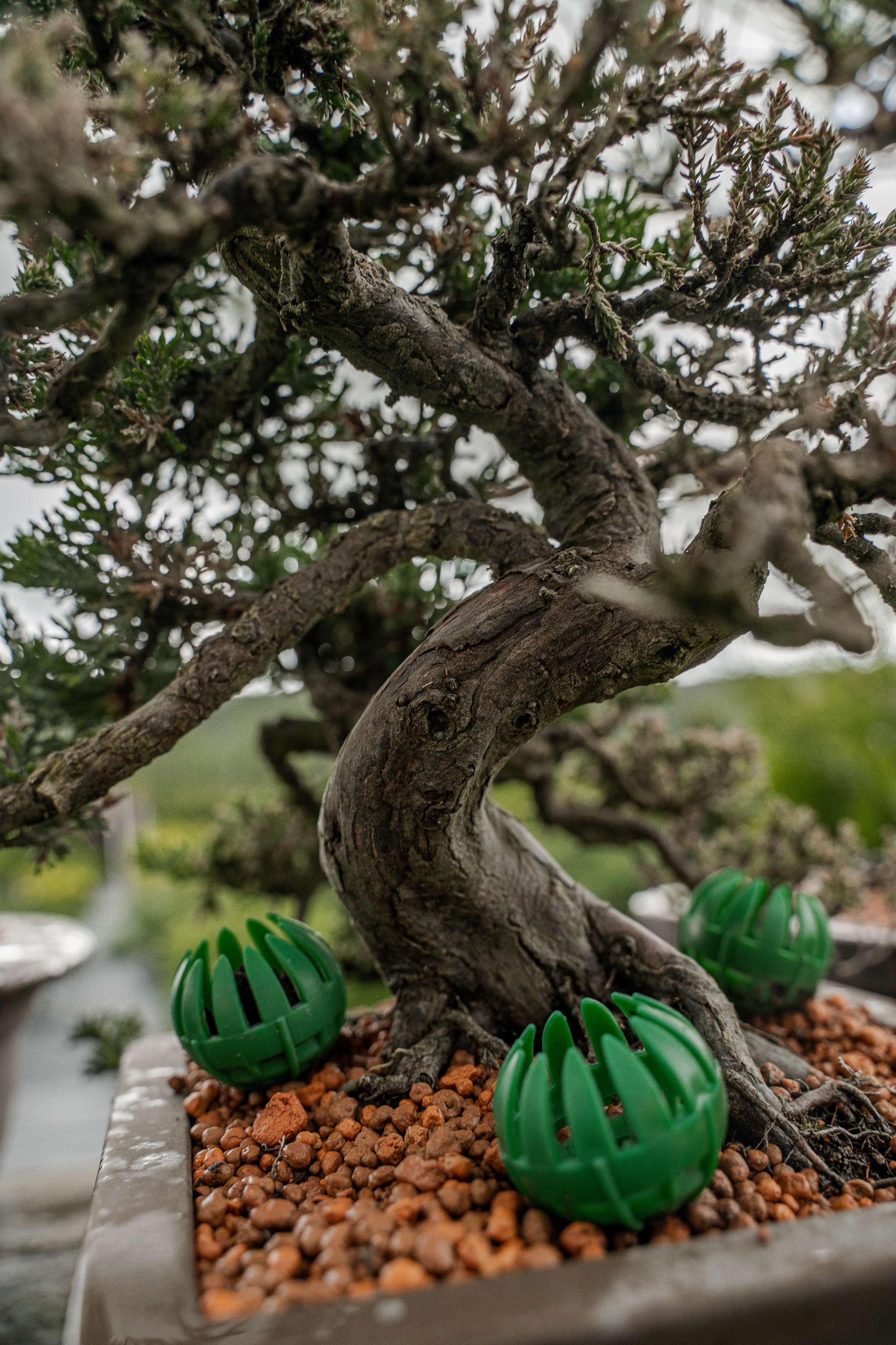 Бонсай. Автомобильный фотограф Светлана Усова
