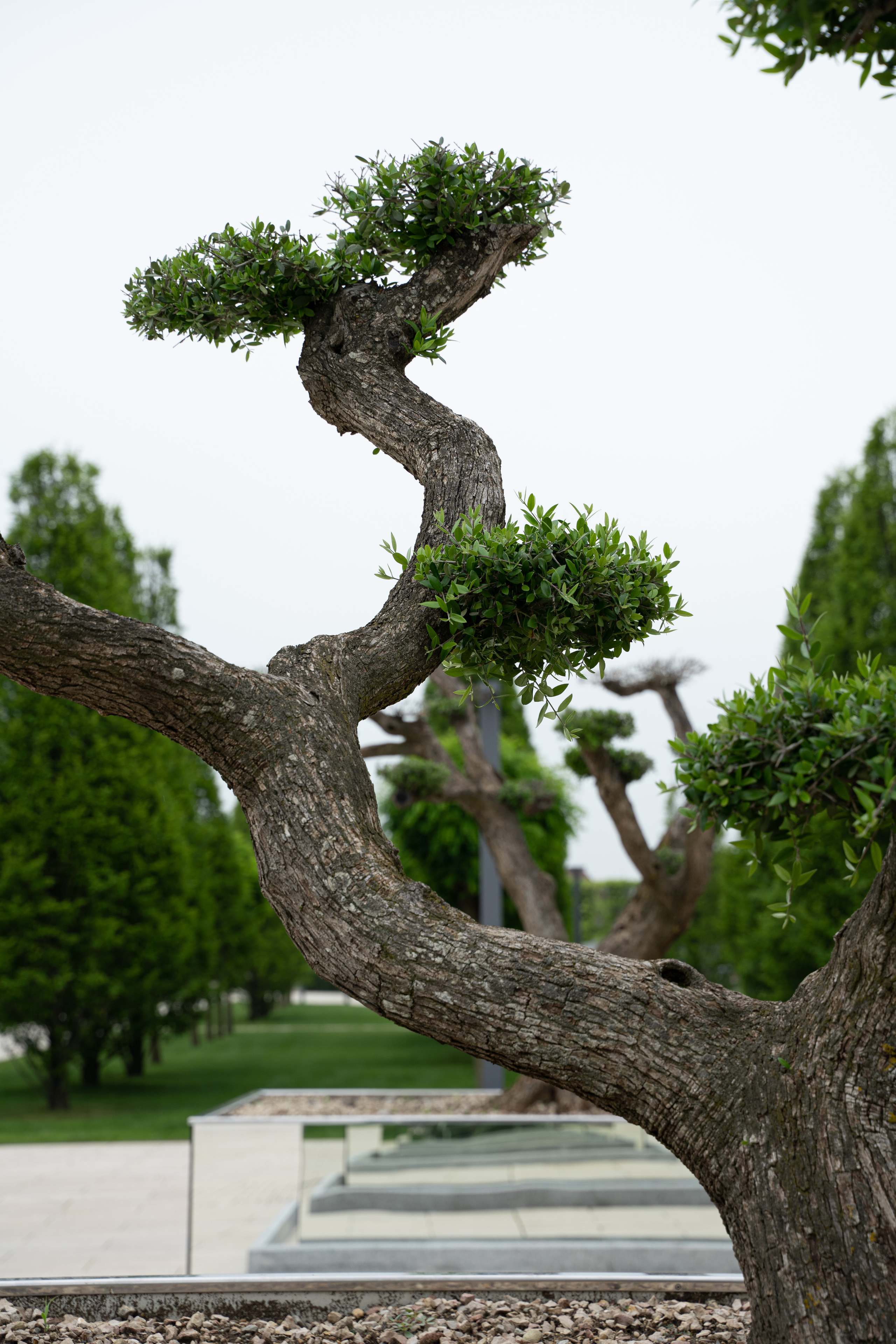 Все растения. Автомобильный фотограф Светлана Усова
