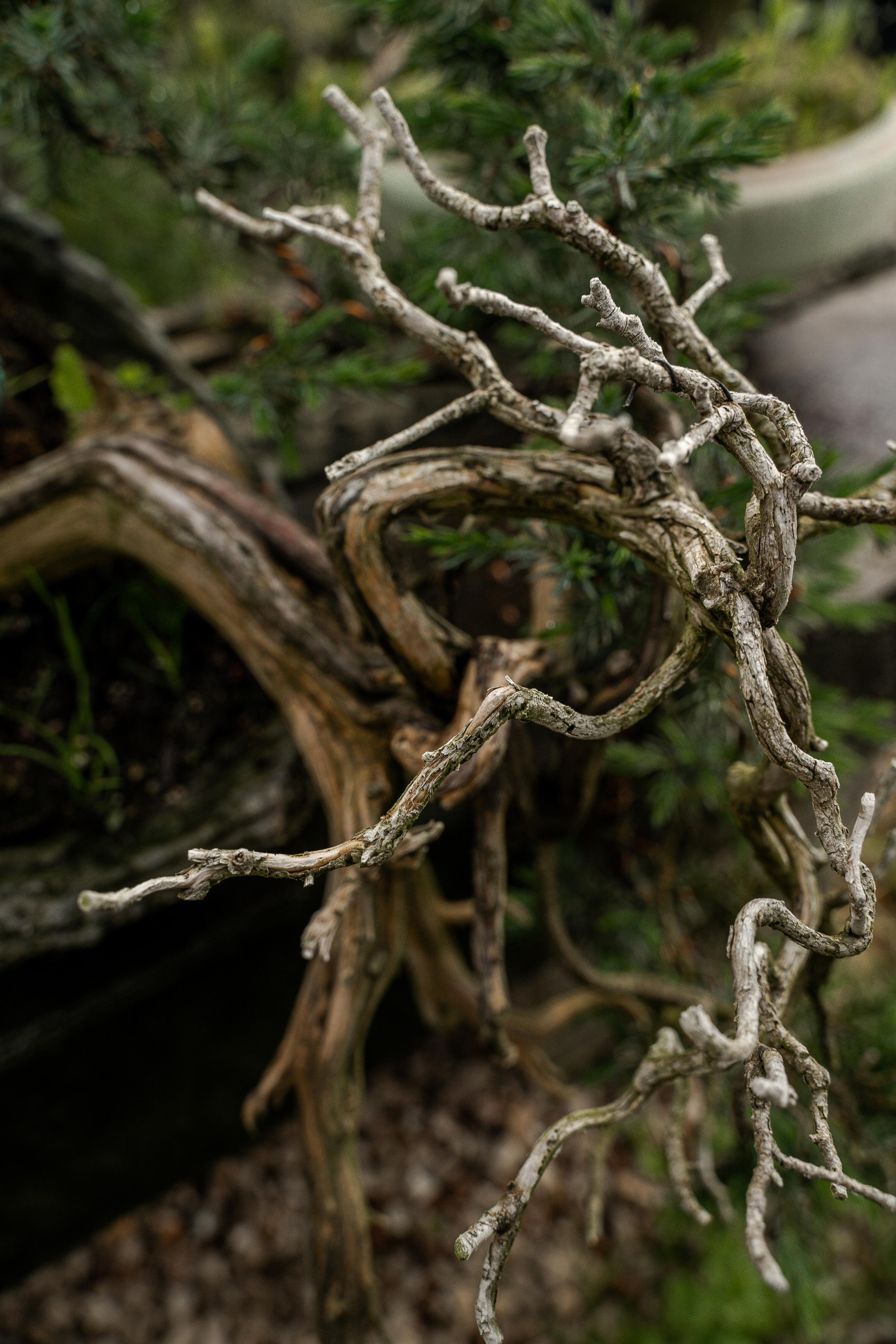 Бонсай. Автомобильный фотограф Светлана Усова