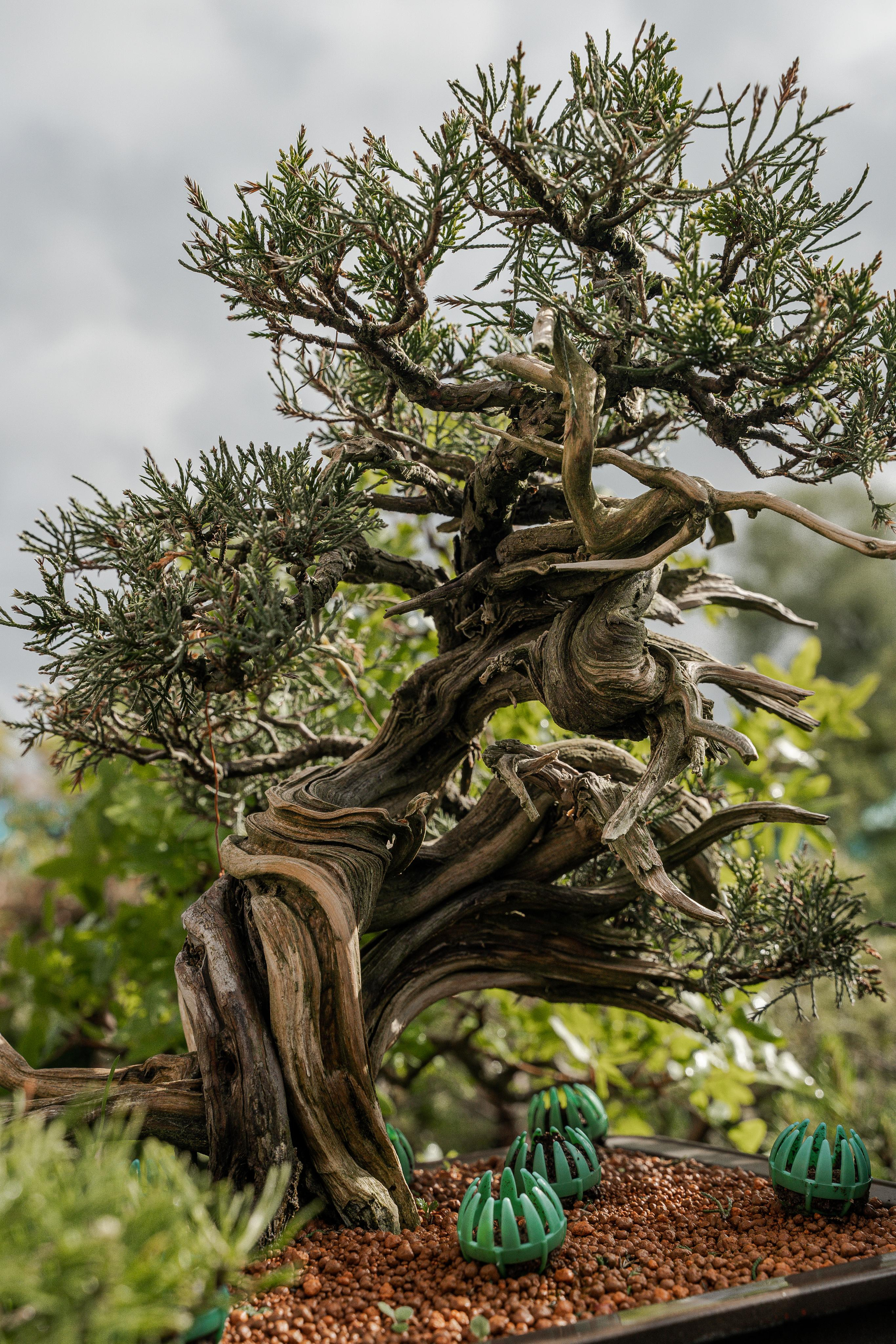 Бонсай. Автомобильный фотограф Светлана Усова