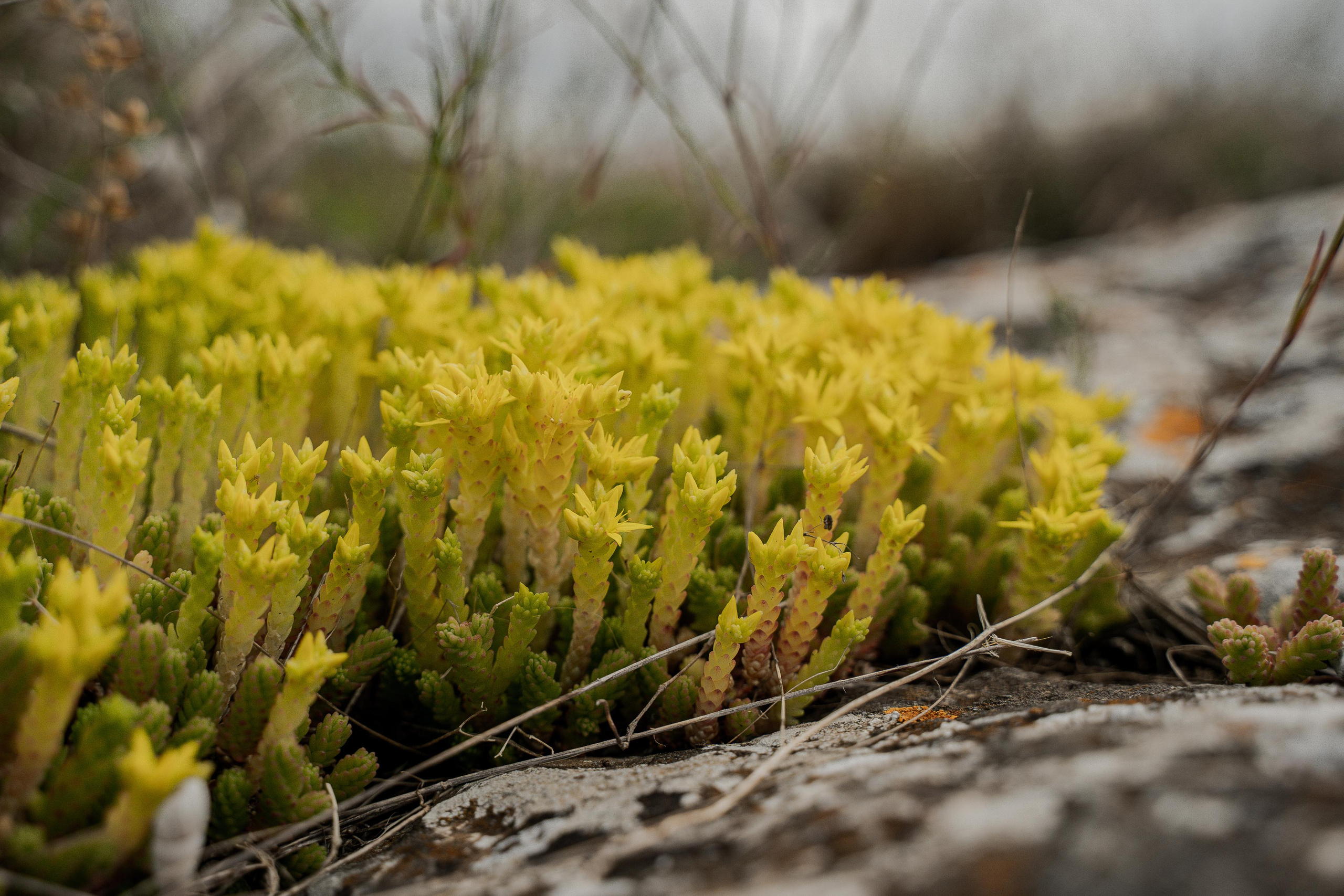 Все растения. Автомобильный фотограф Светлана Усова