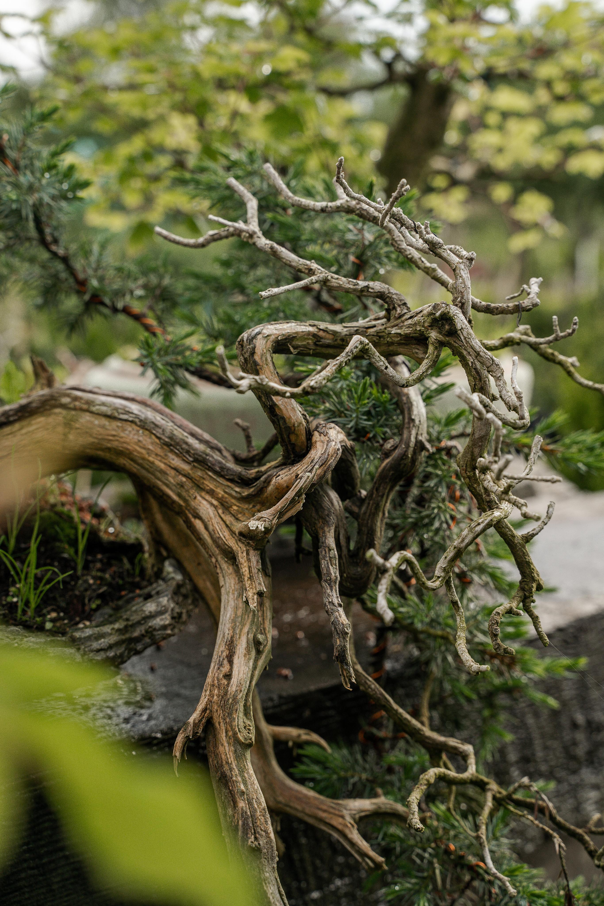 Бонсай. Автомобильный фотограф Светлана Усова