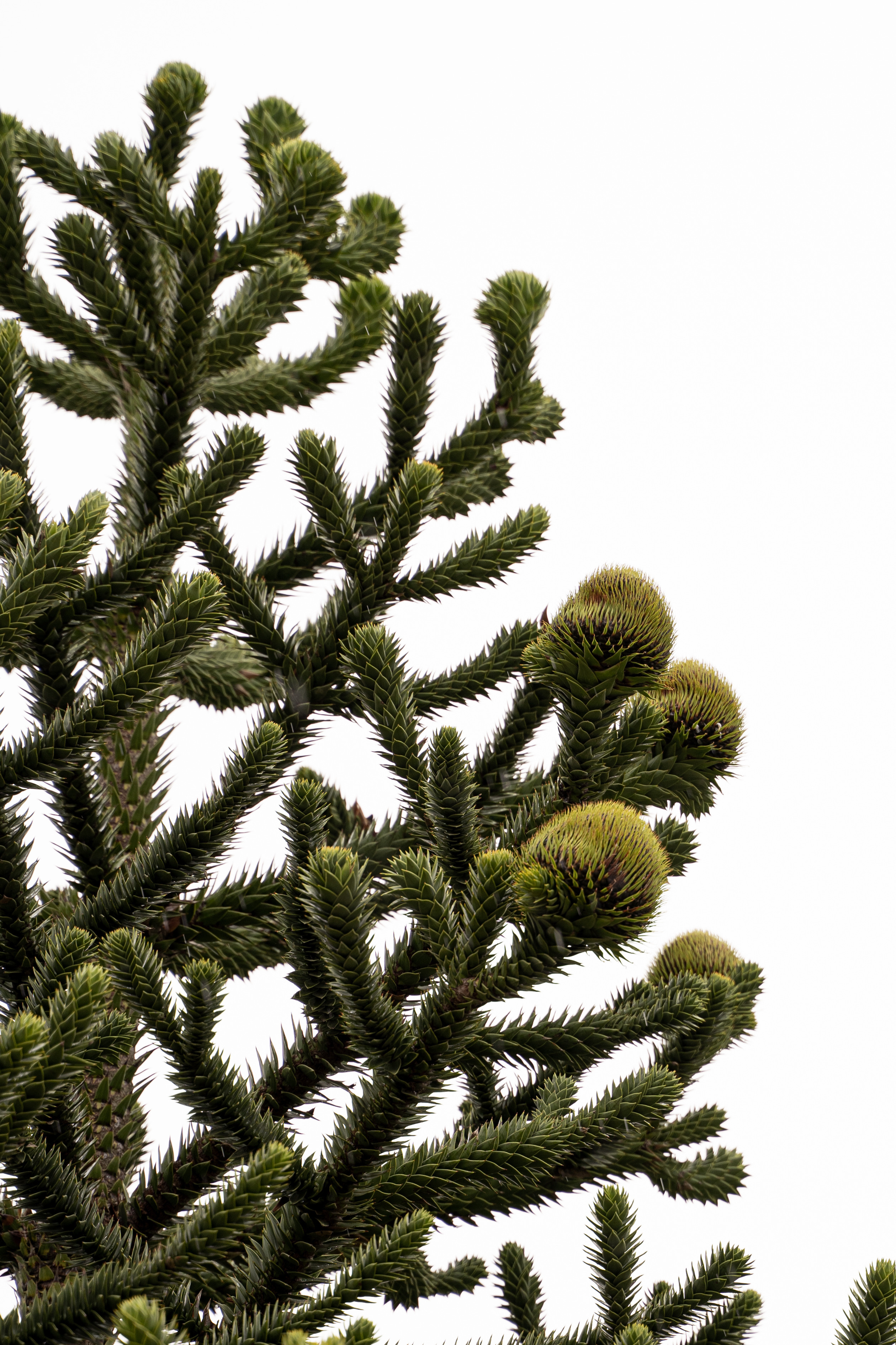 Все растения. Автомобильный фотограф Светлана Усова