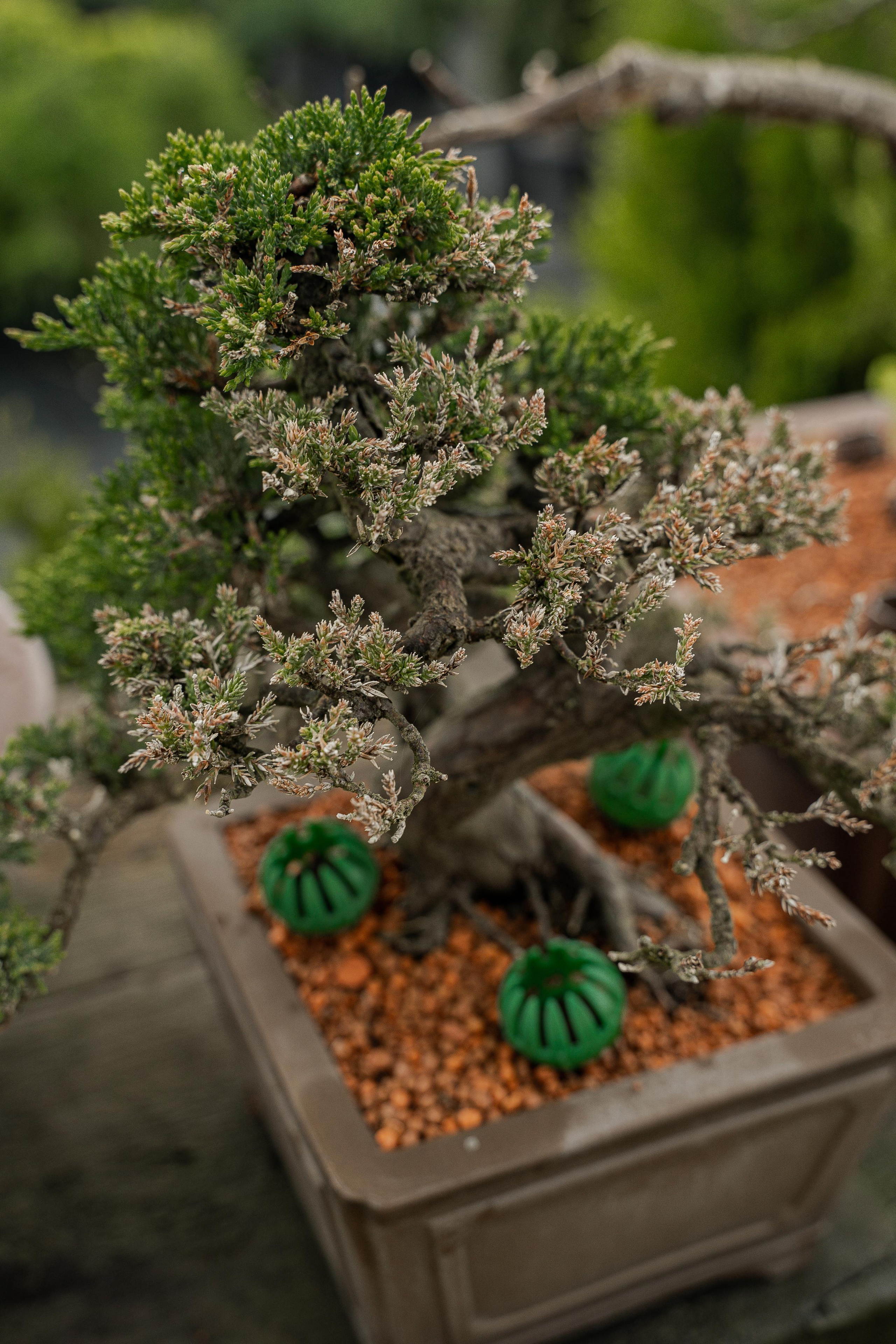 Бонсай. Автомобильный фотограф Светлана Усова