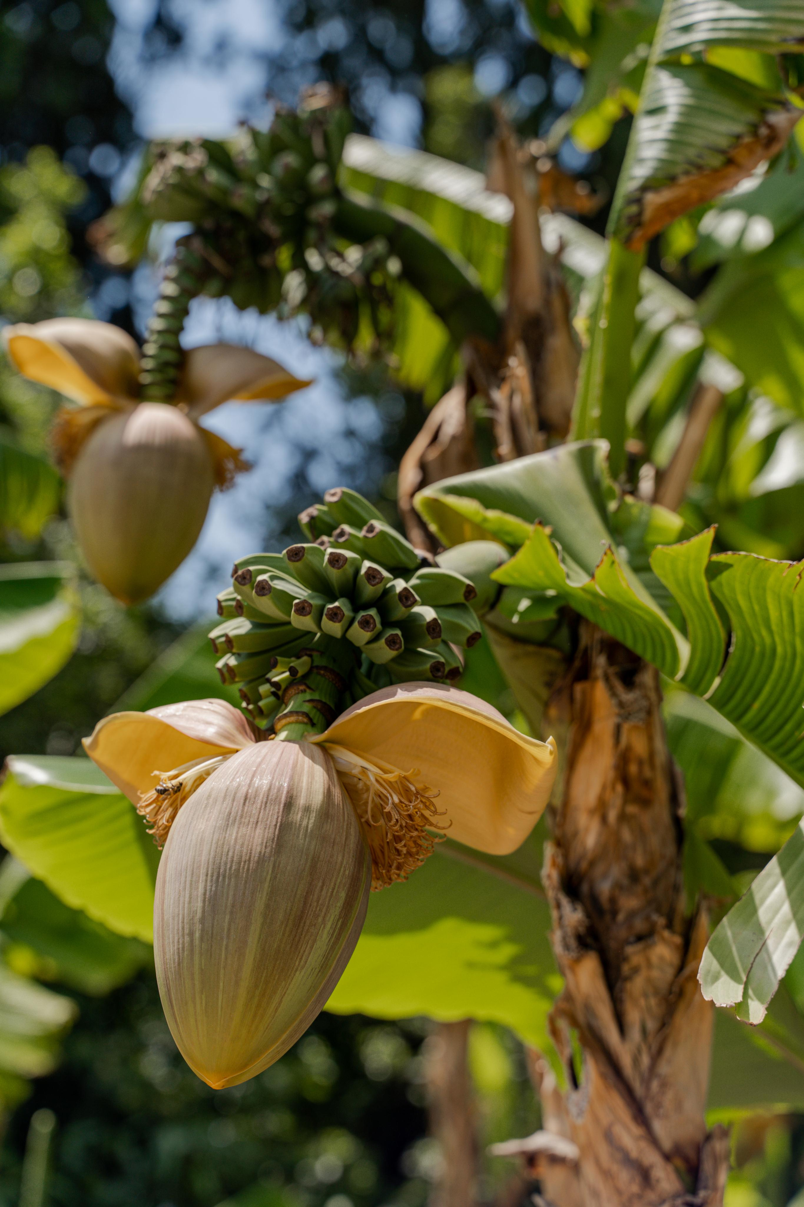 Все растения. Автомобильный фотограф Светлана Усова