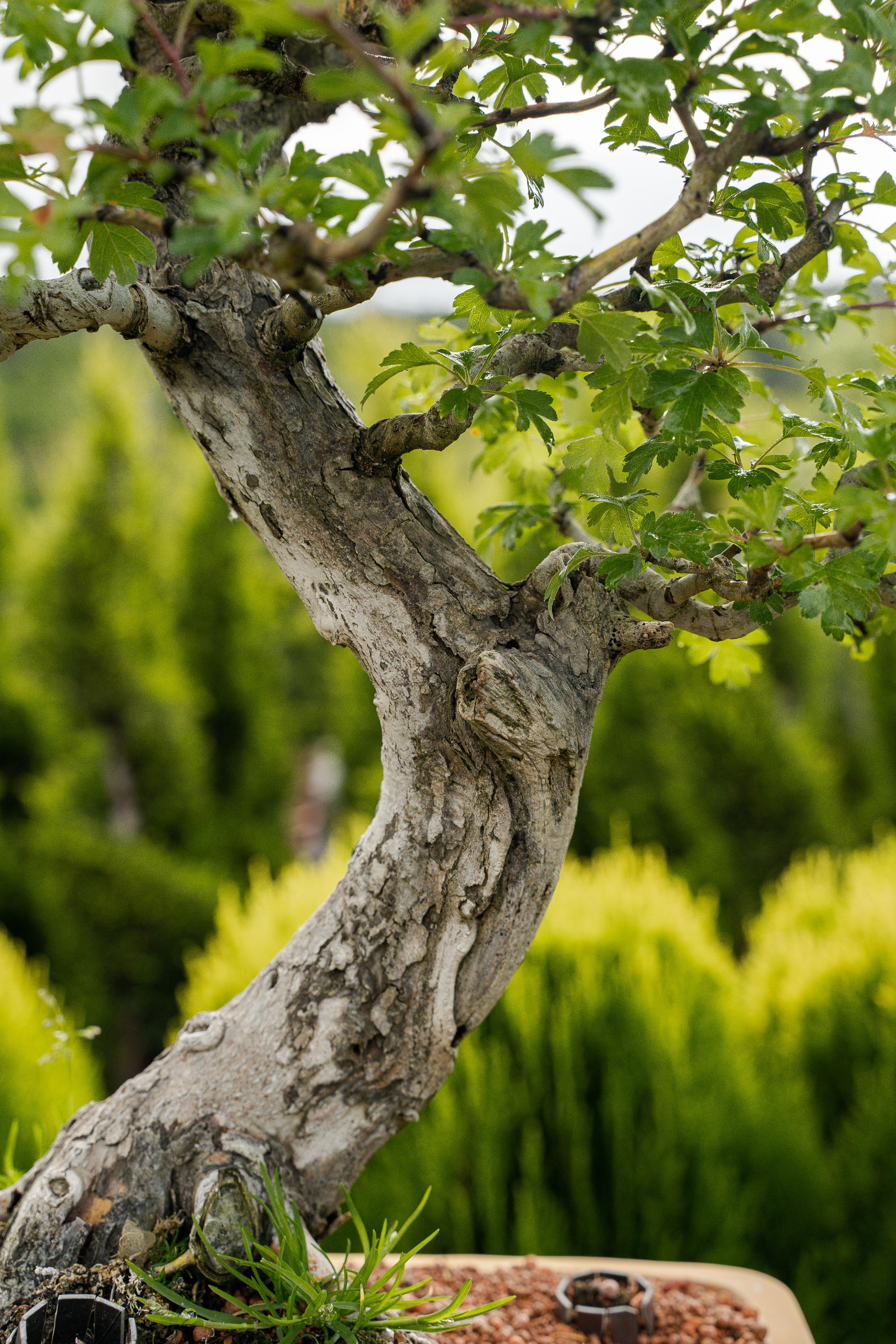 Бонсай. Автомобильный фотограф Светлана Усова