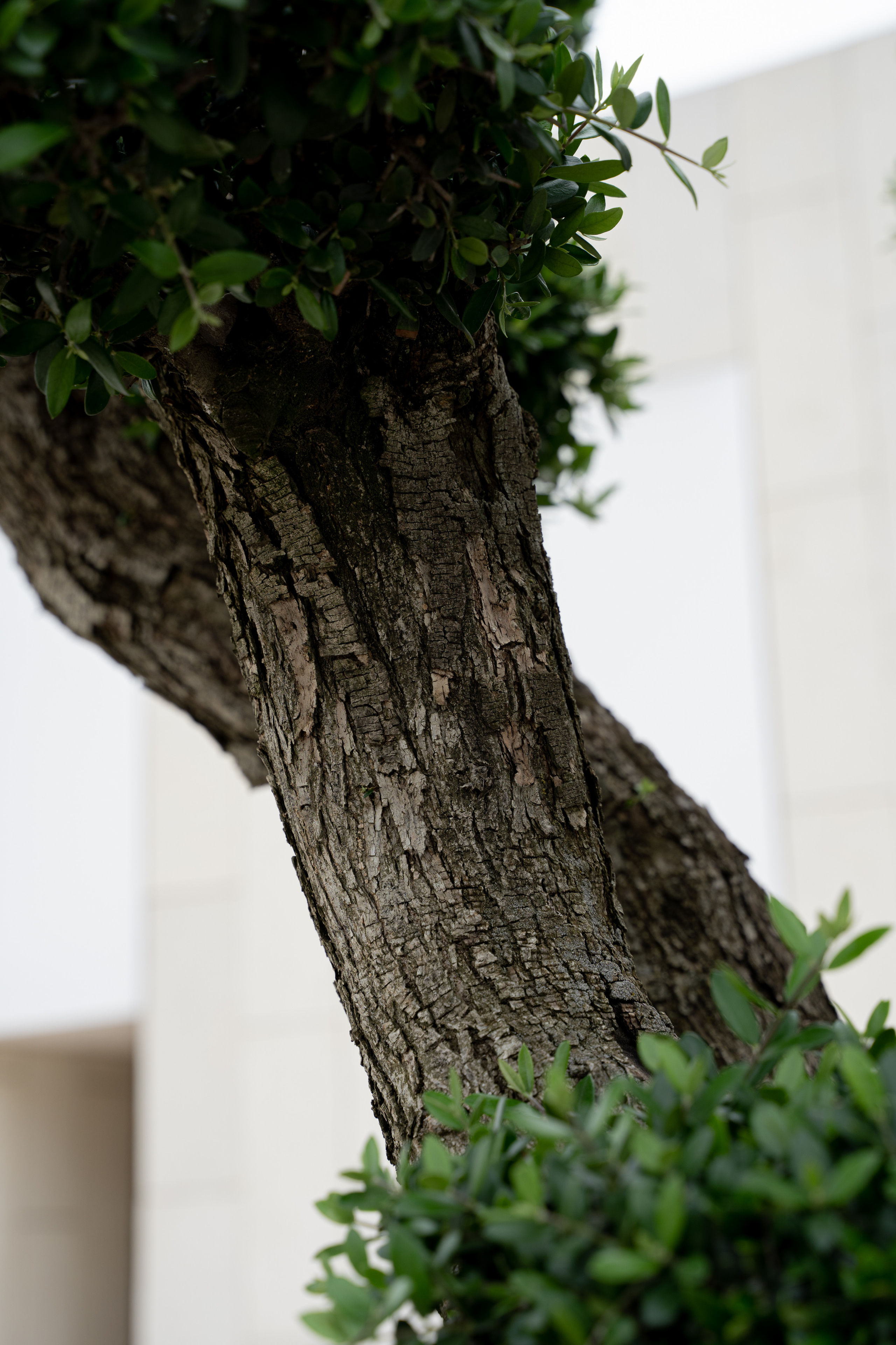 Все растения. Автомобильный фотограф Светлана Усова