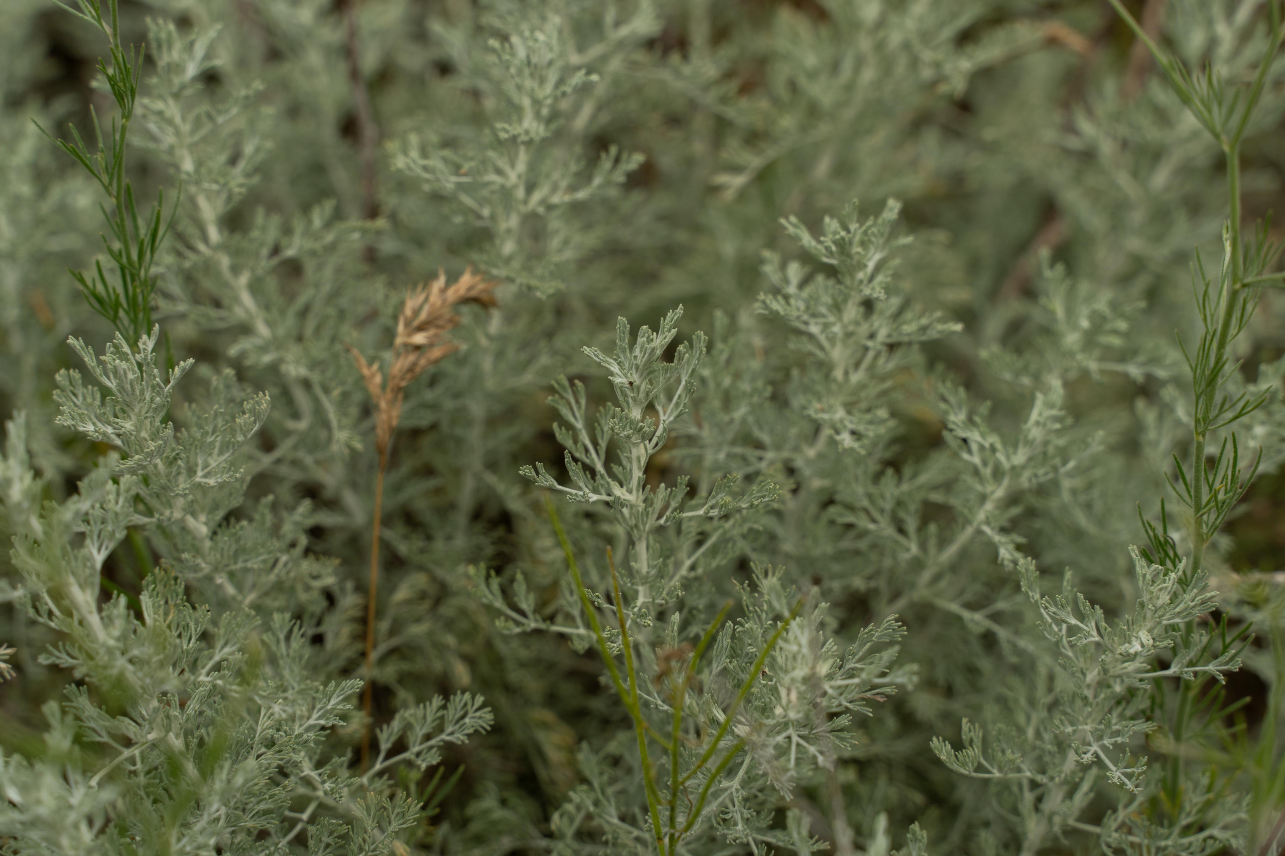 Все растения. Автомобильный фотограф Светлана Усова