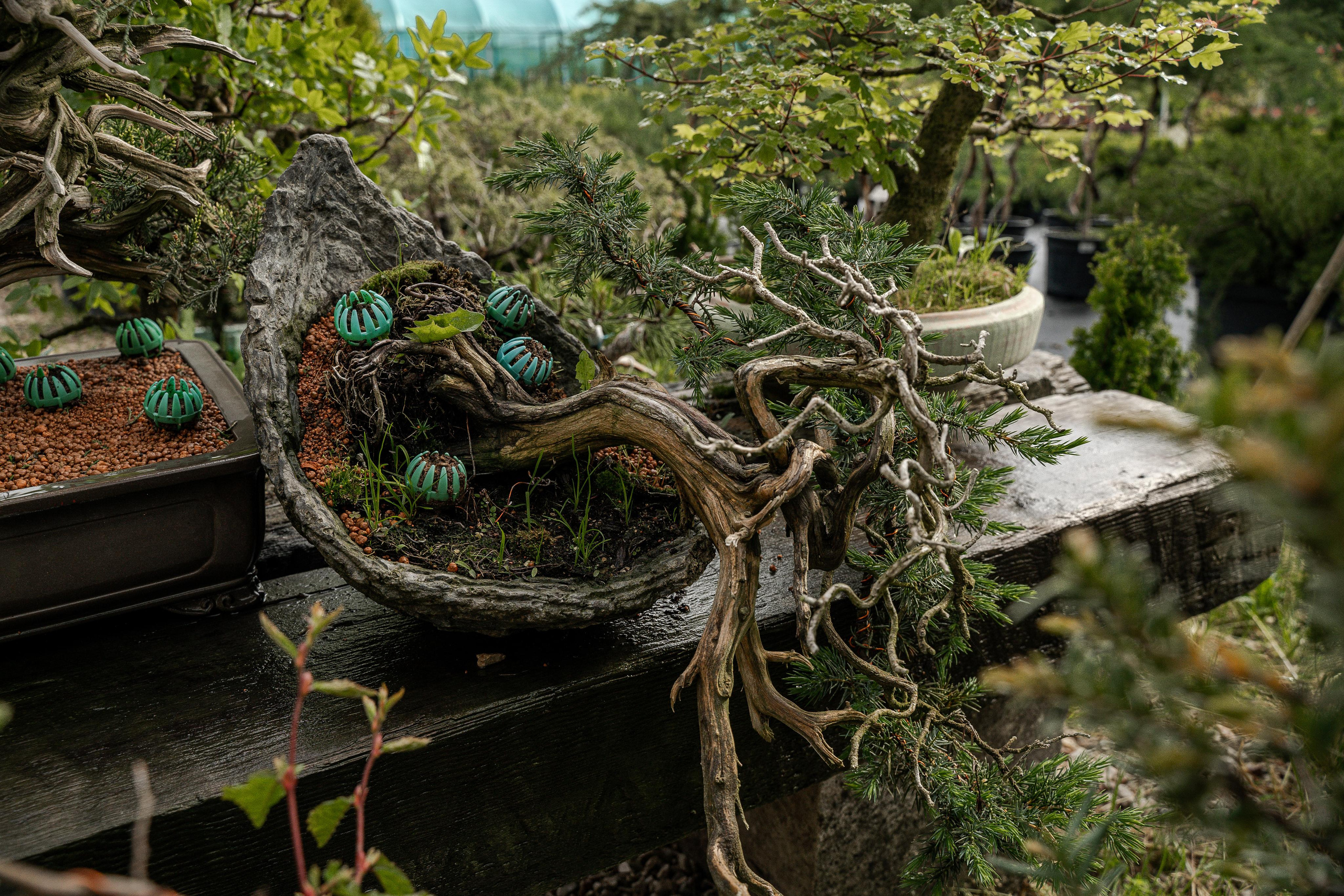 Бонсай. Автомобильный фотограф Светлана Усова