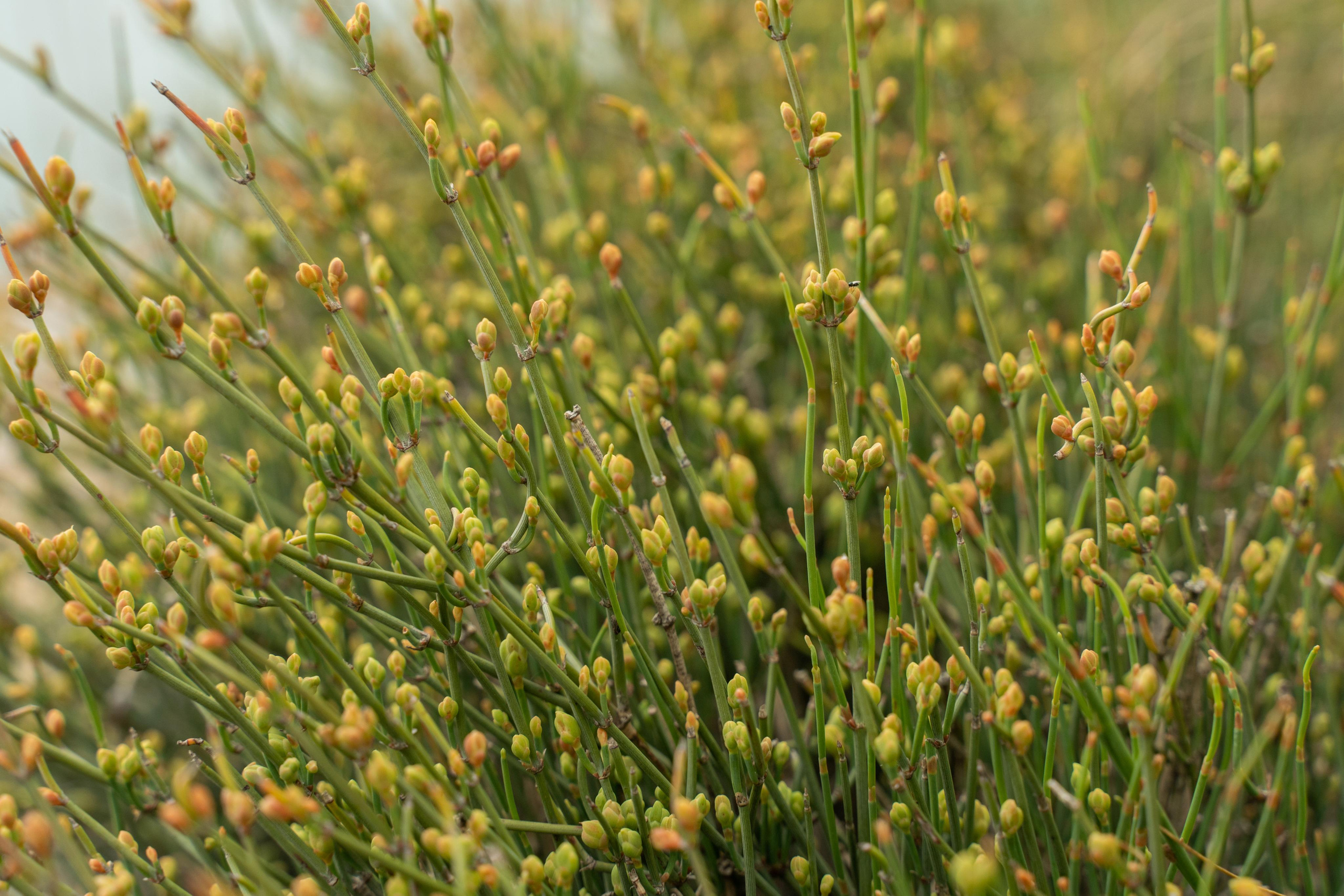 Все растения. Автомобильный фотограф Светлана Усова