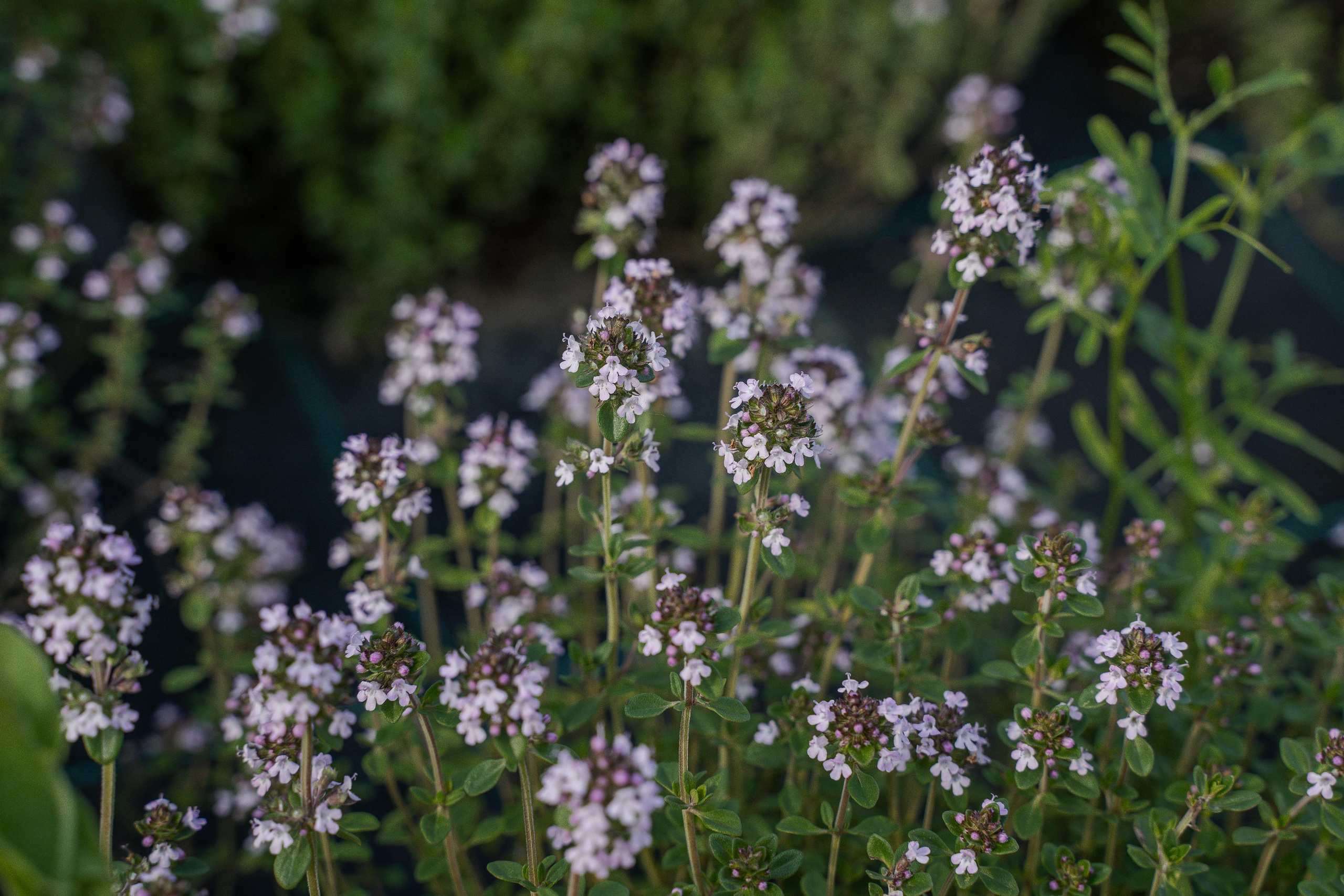 Все растения. Автомобильный фотограф Светлана Усова
