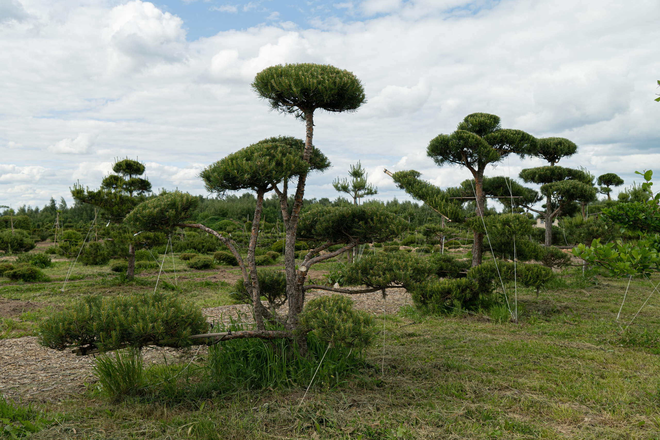 Все растения. Автомобильный фотограф Светлана Усова