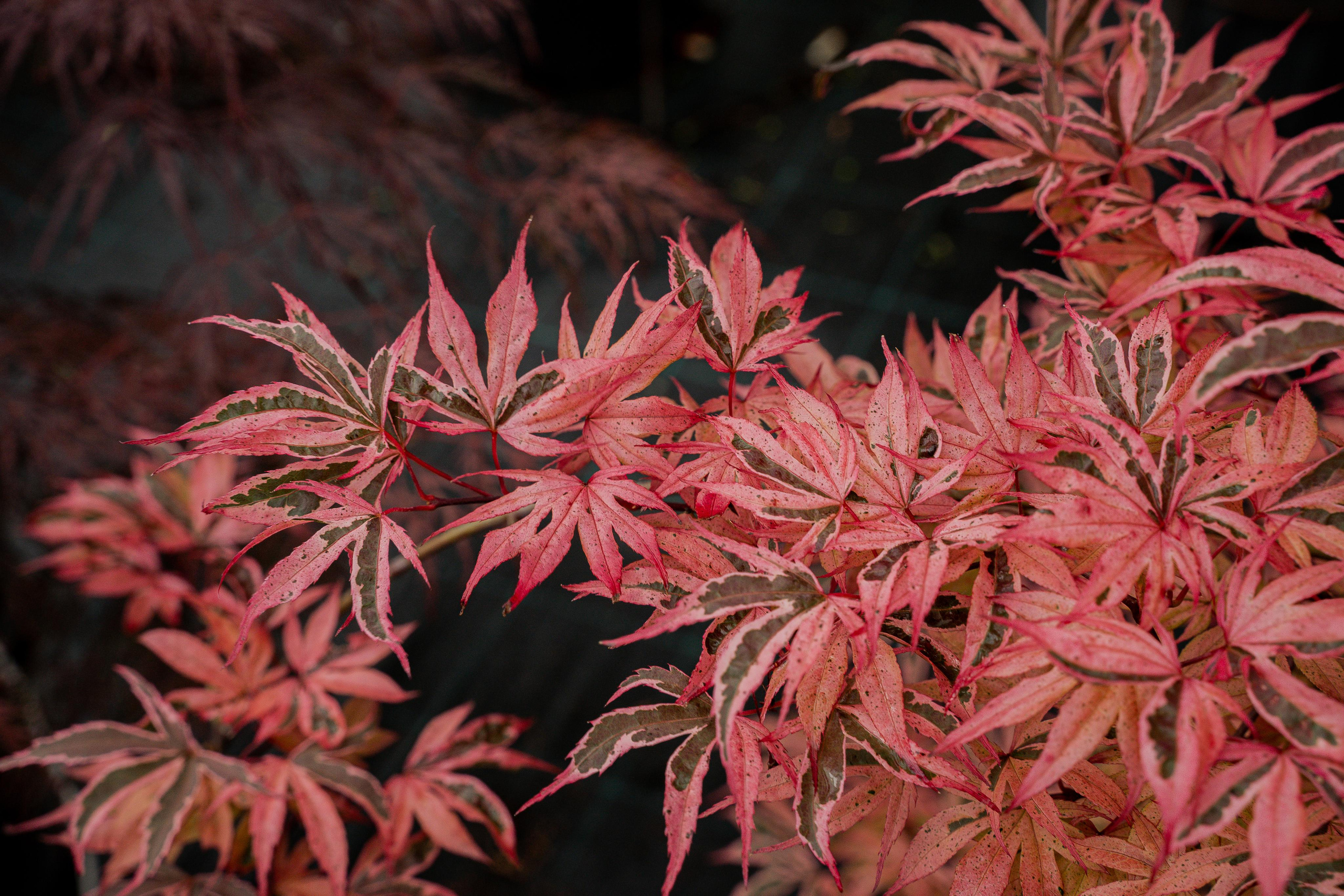 Питомники. Автомобильный фотограф Светлана Усова