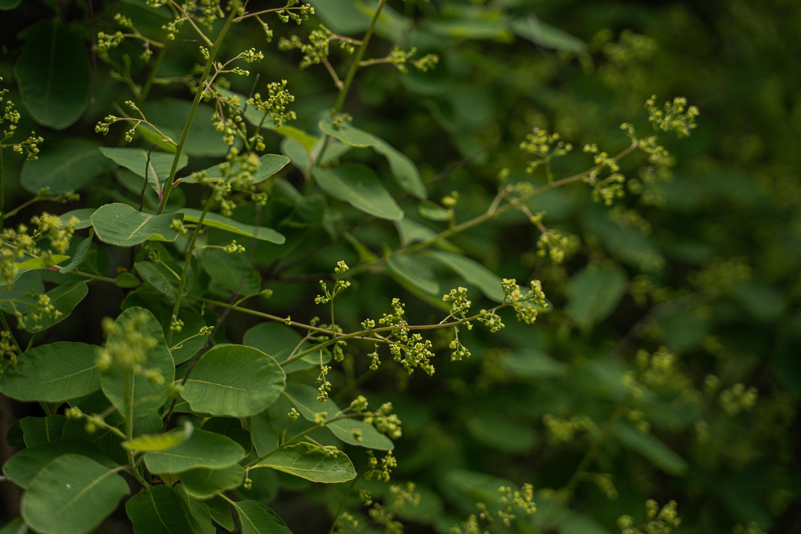 Все растения. Автомобильный фотограф Светлана Усова