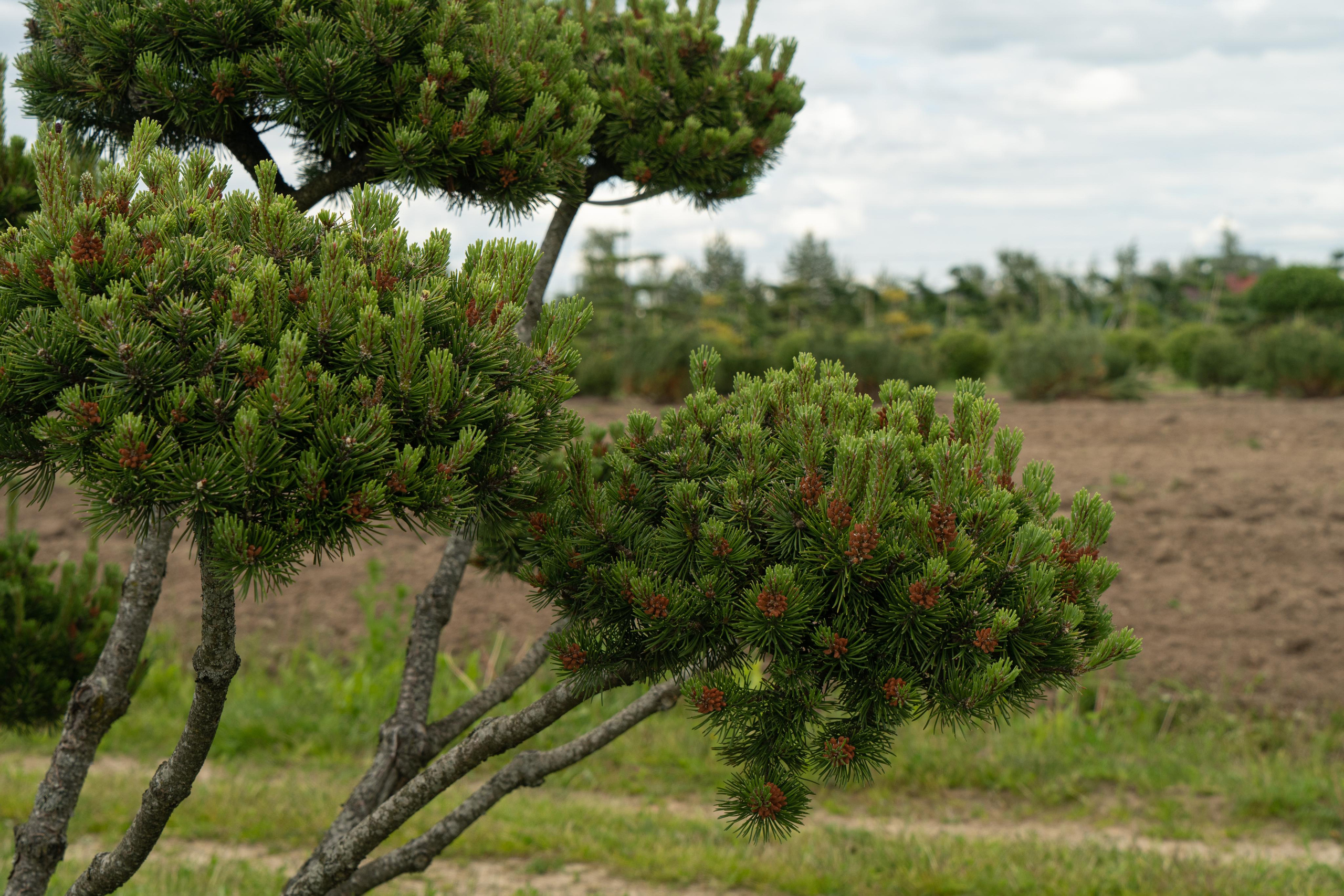 Все растения. Автомобильный фотограф Светлана Усова