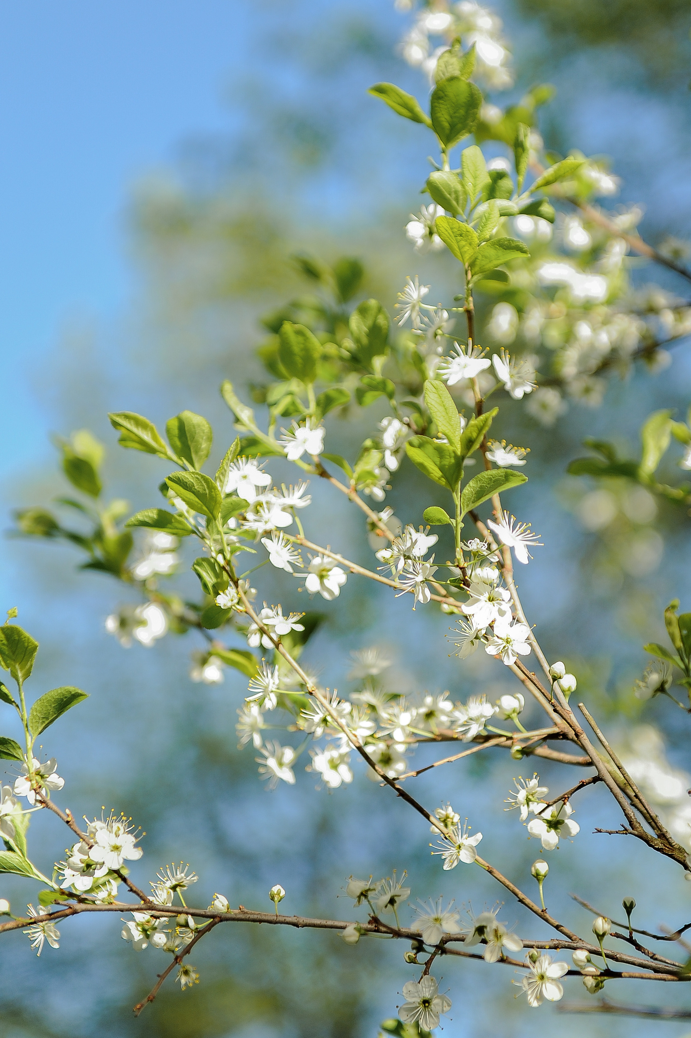 Все растения. Автомобильный фотограф Светлана Усова