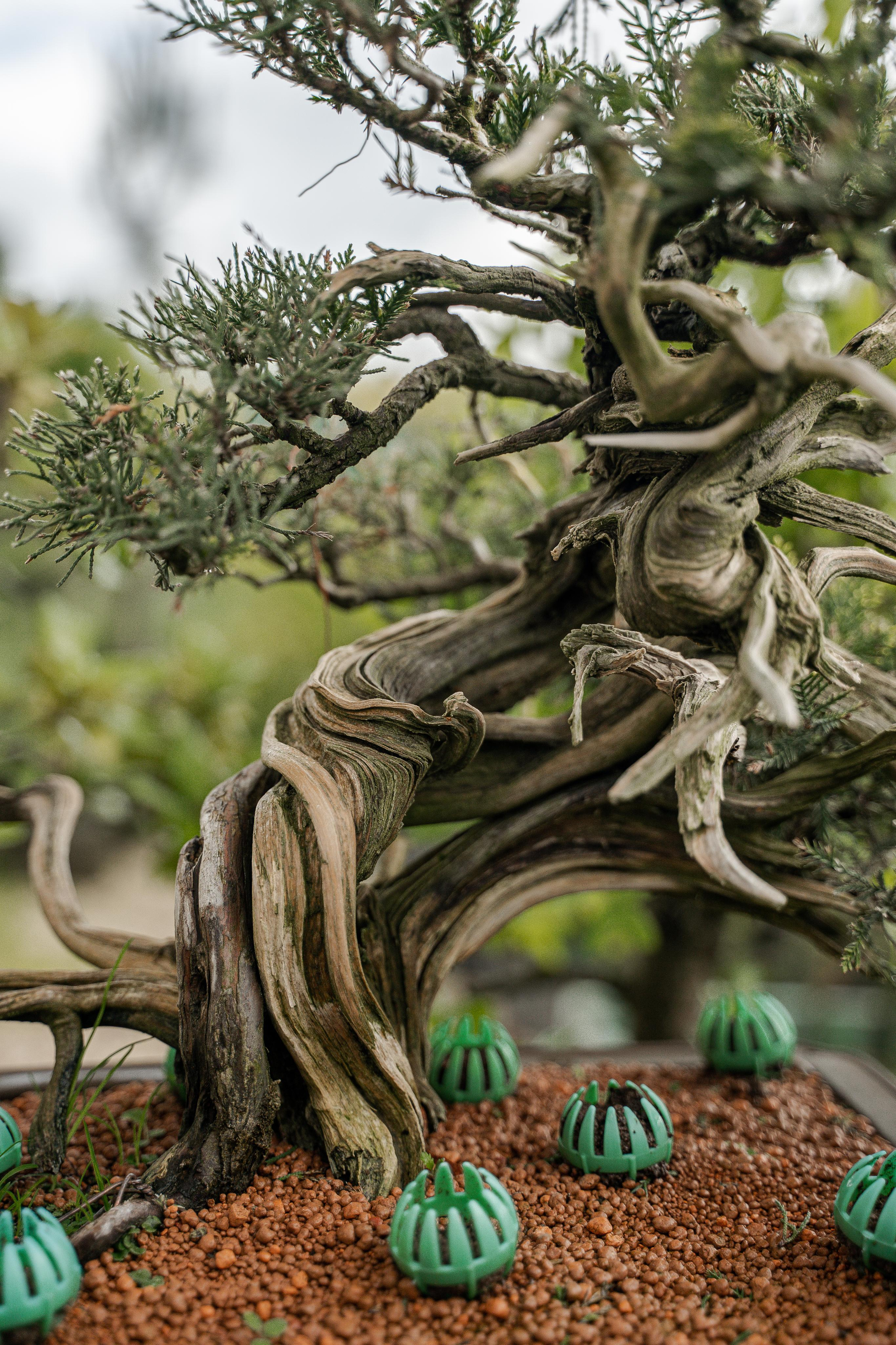 Бонсай. Автомобильный фотограф Светлана Усова