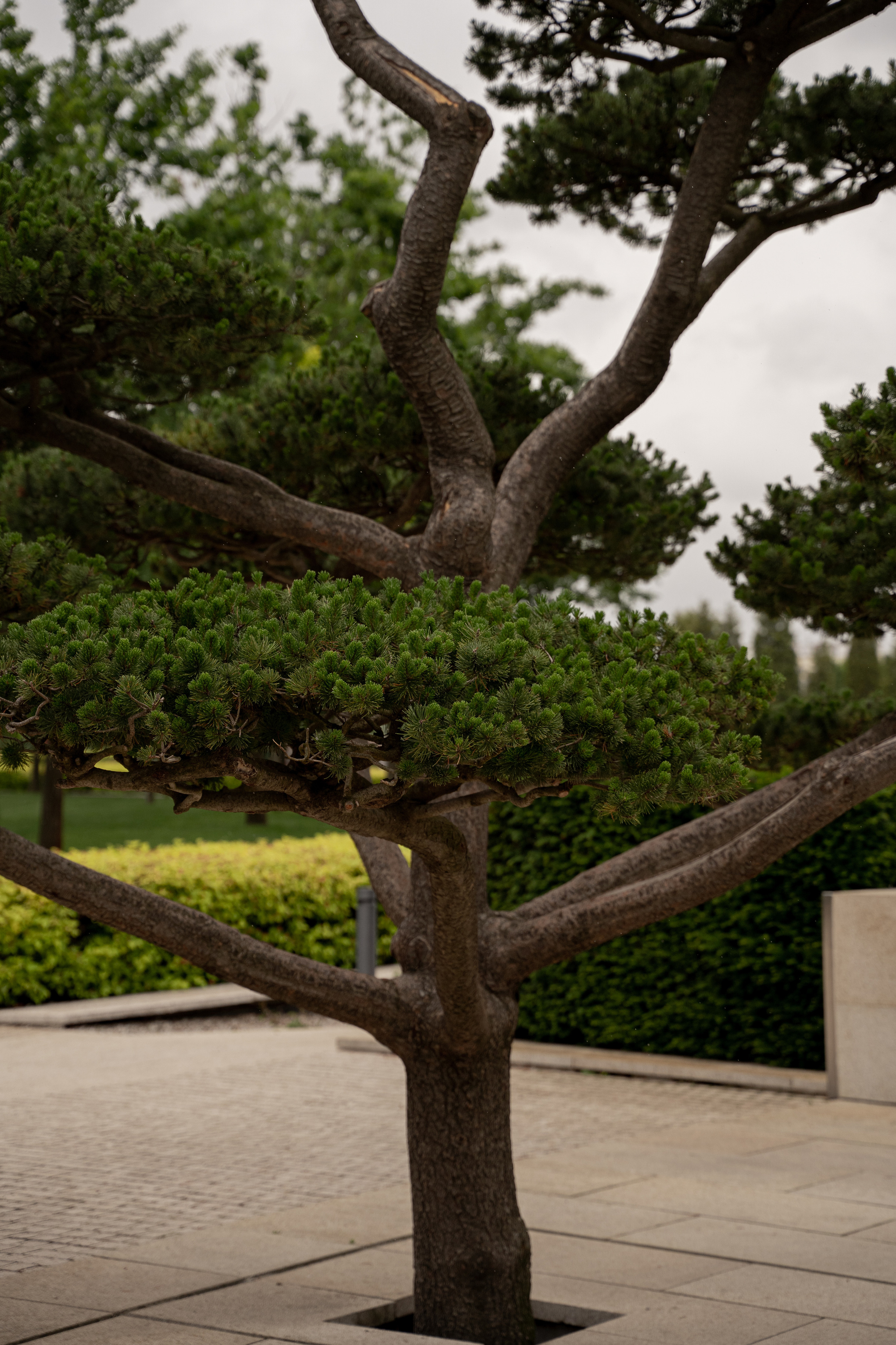 Все растения. Автомобильный фотограф Светлана Усова