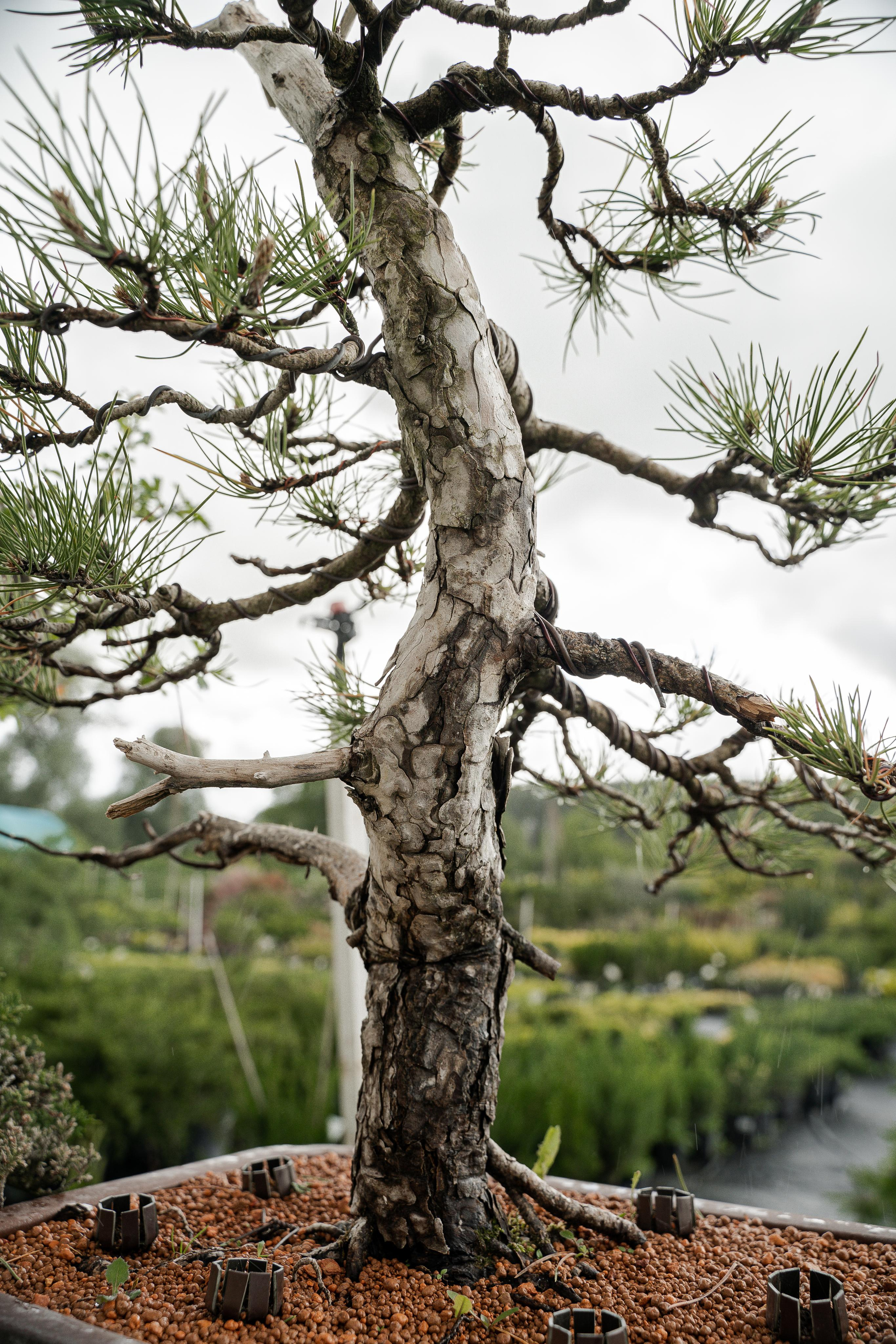 Бонсай. Автомобильный фотограф Светлана Усова