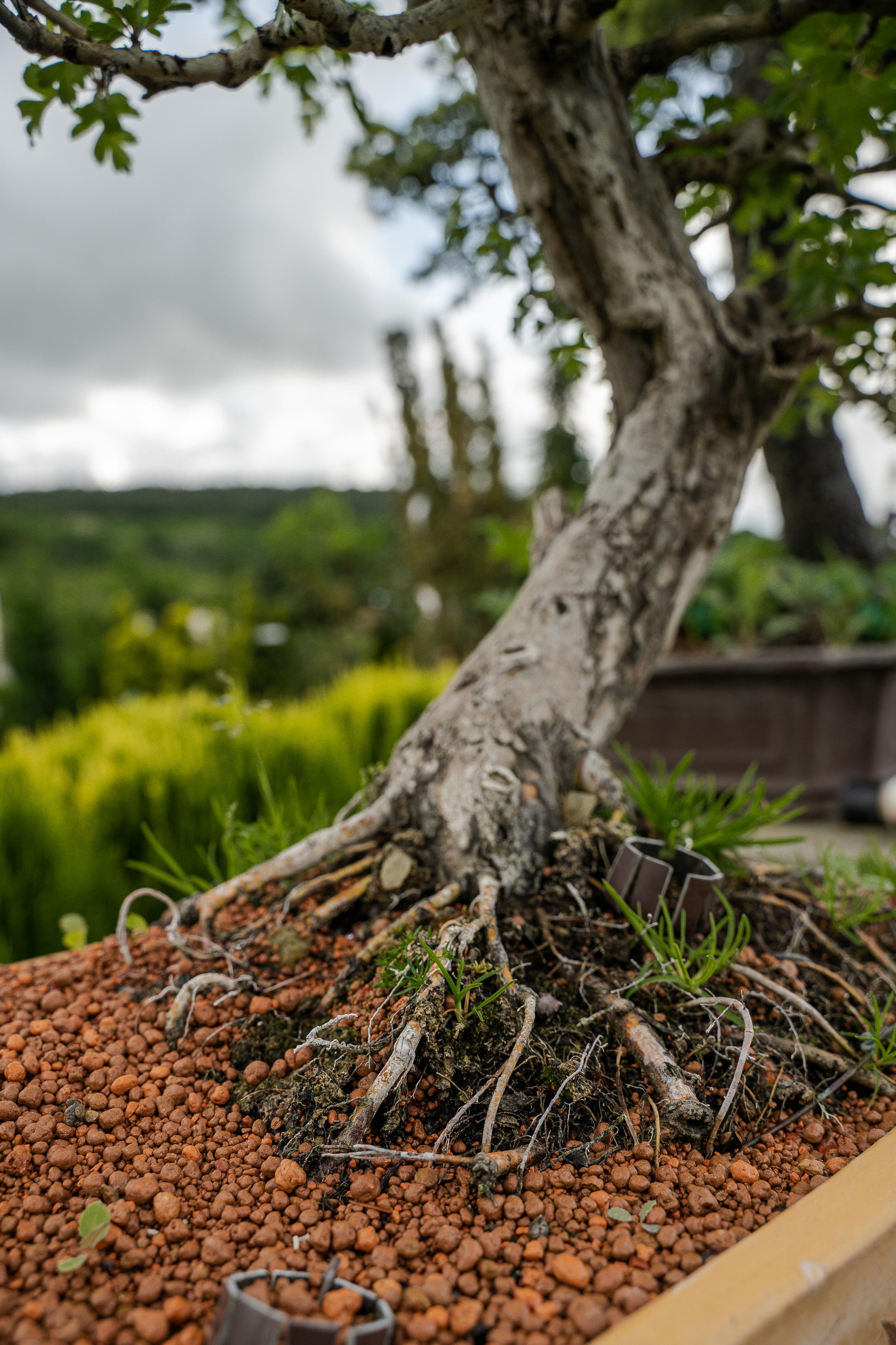 Бонсай. Автомобильный фотограф Светлана Усова