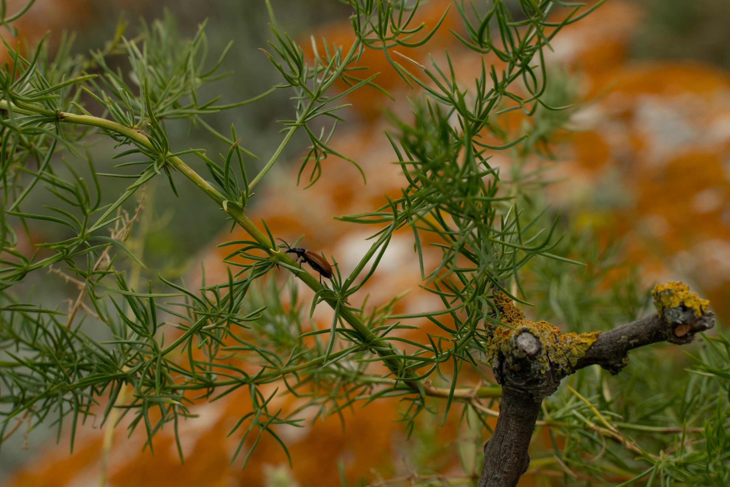 Все растения. Автомобильный фотограф Светлана Усова
