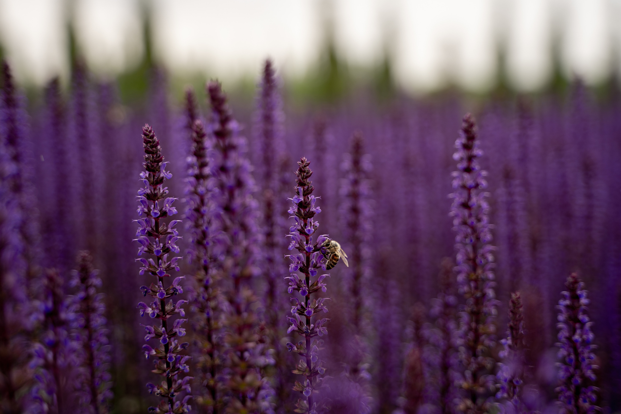Все растения. Автомобильный фотограф Светлана Усова