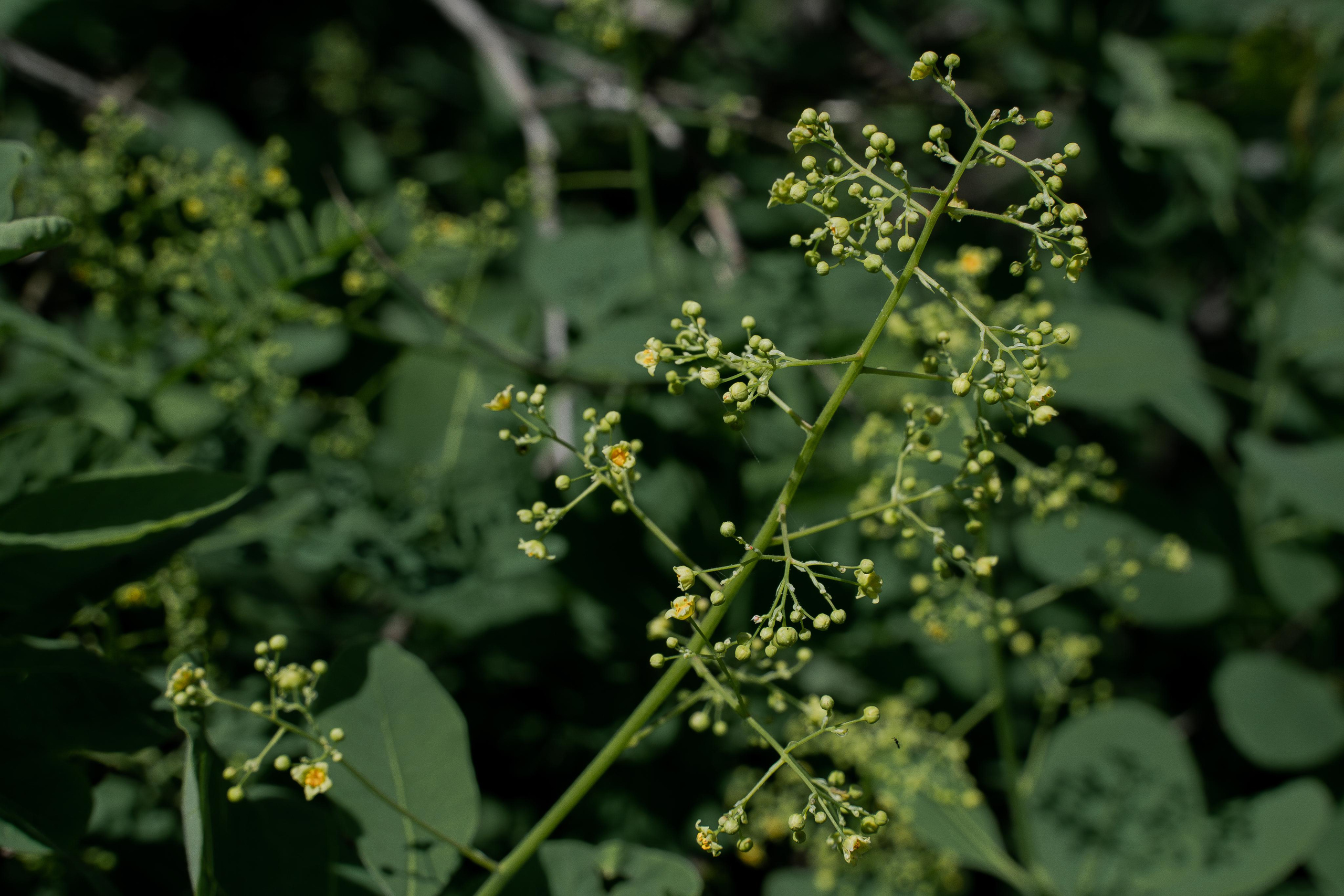 Все растения. Автомобильный фотограф Светлана Усова
