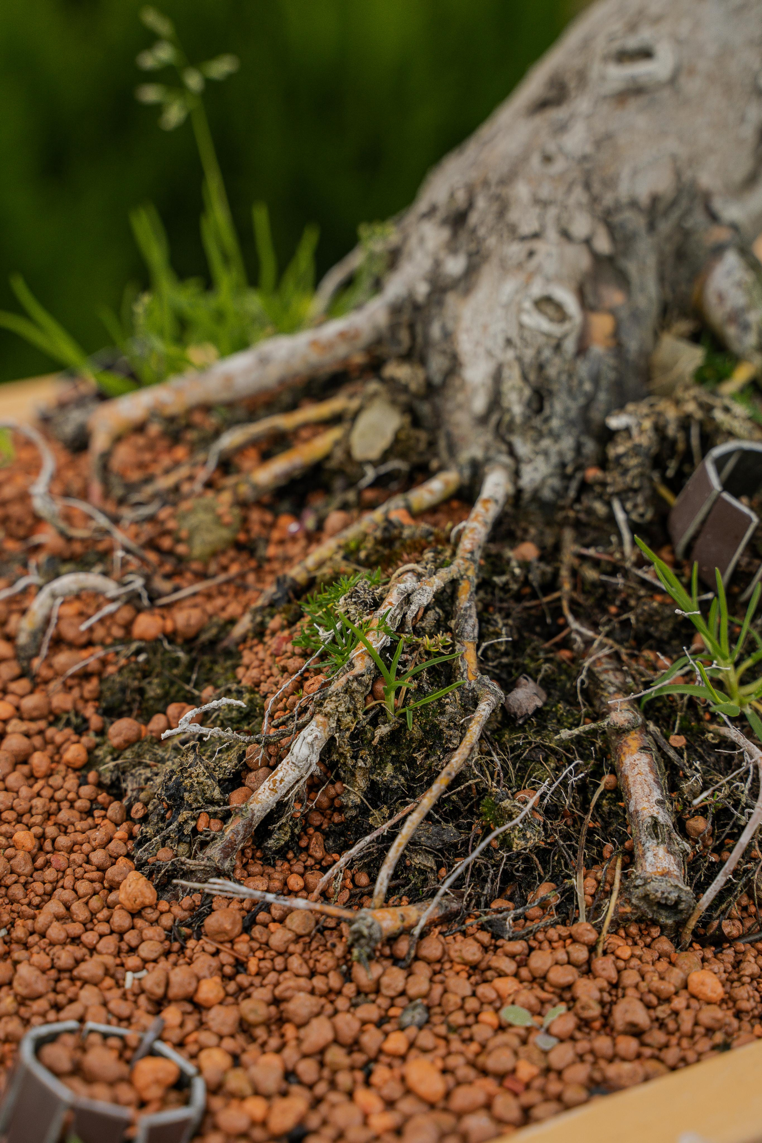 Бонсай. Автомобильный фотограф Светлана Усова