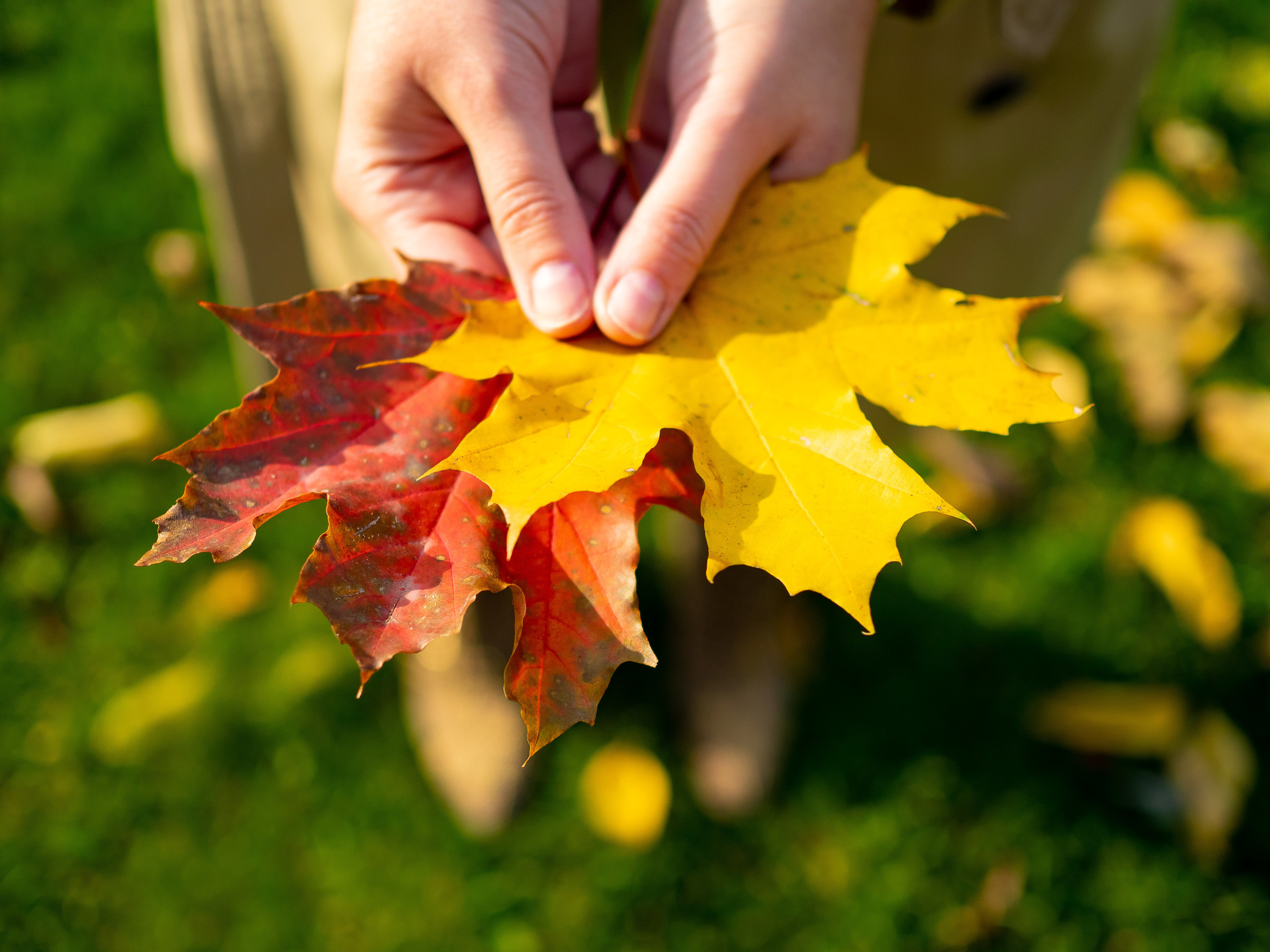 Елена. Портретный и семейный фотограф Юлия Герман