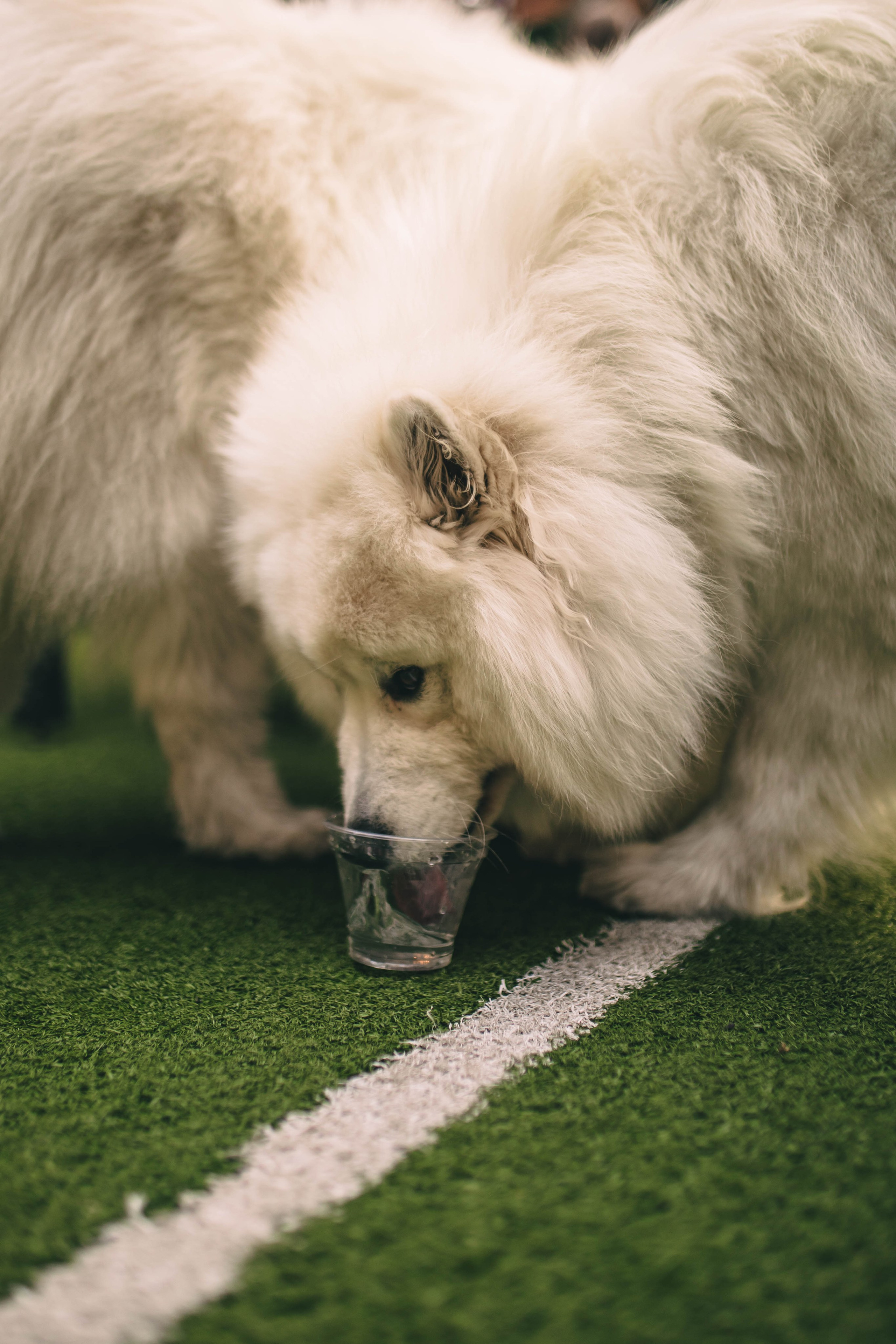 Pet-Party + Live-music |Парк Культуры. Фотограф в Ставрополе Алина Клочкова