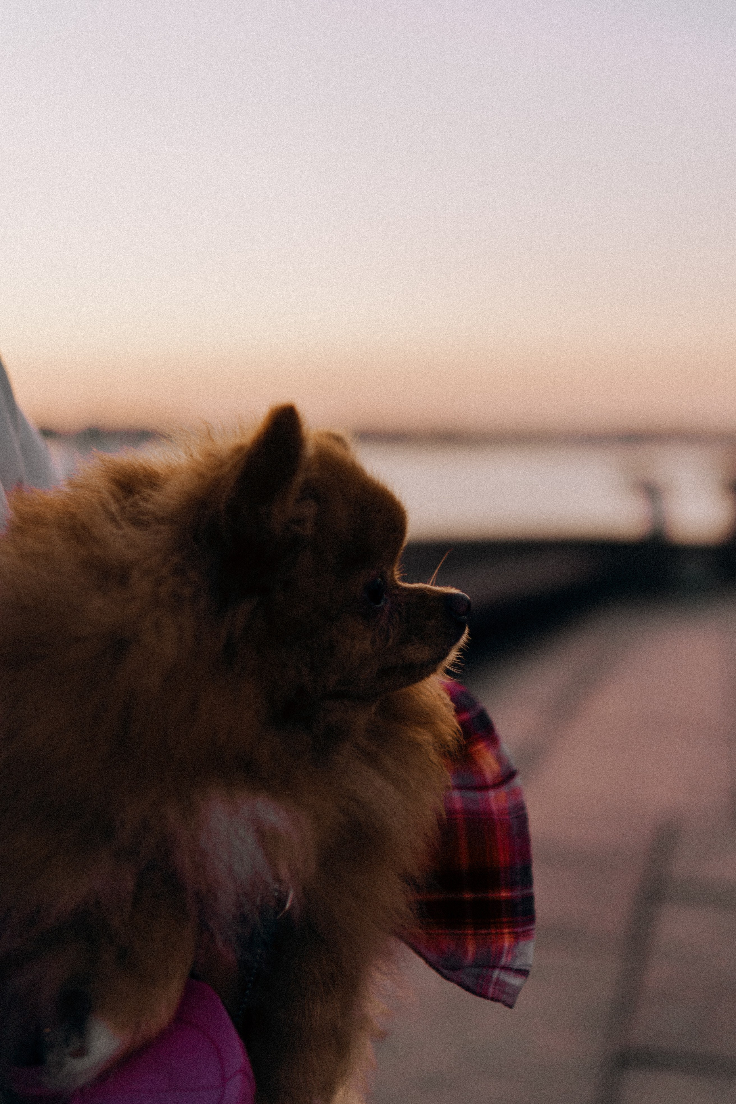 РАССВЕТНАЯ ИСТОРИЯ. Профессиональный фотограф, Санкт-Петербург — Виктория Богомолова