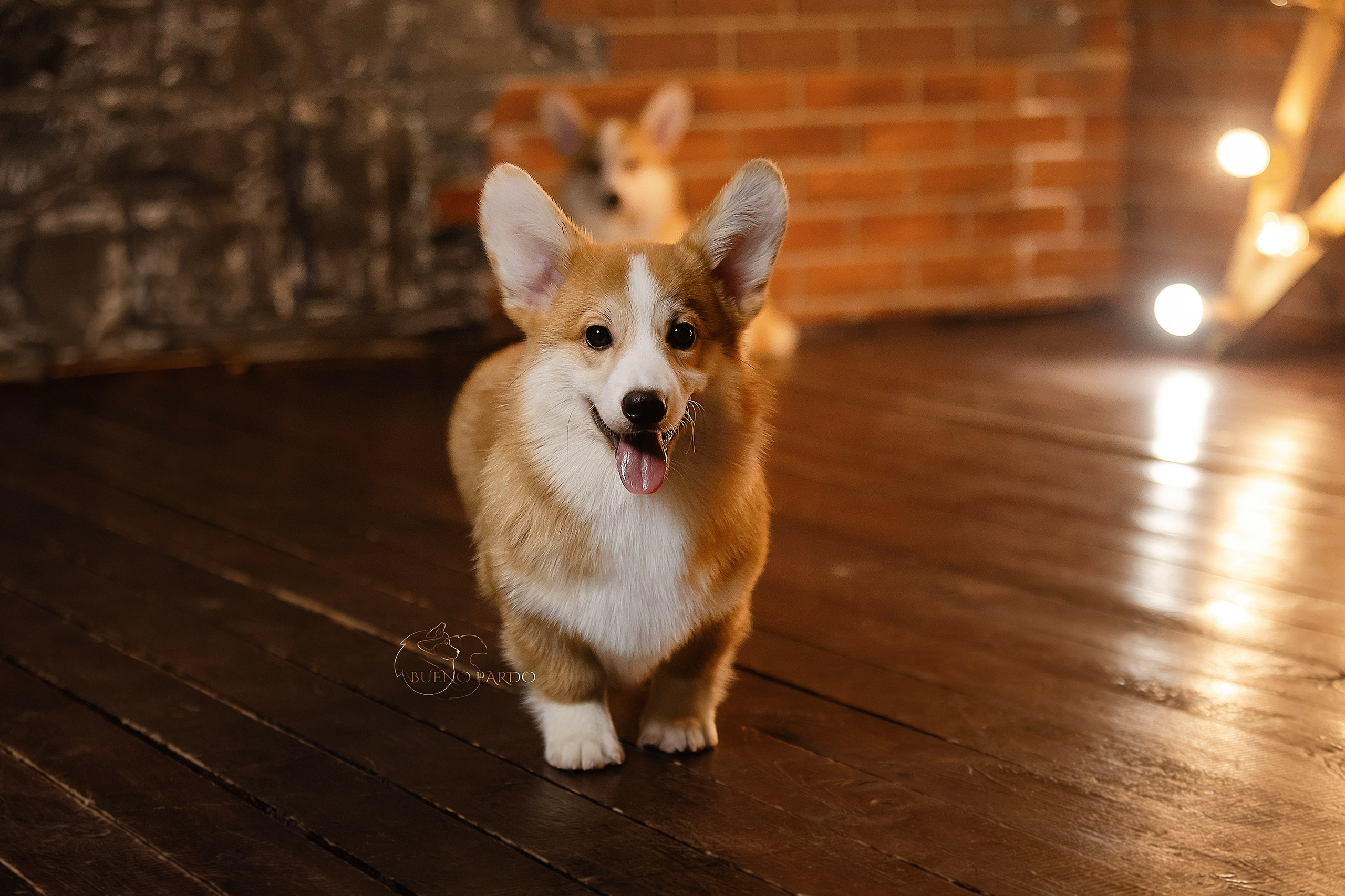 А — Кола и Цесей. Kawaii Kuma питомник собак пород Корги пемброк, Акита ину, Сиба