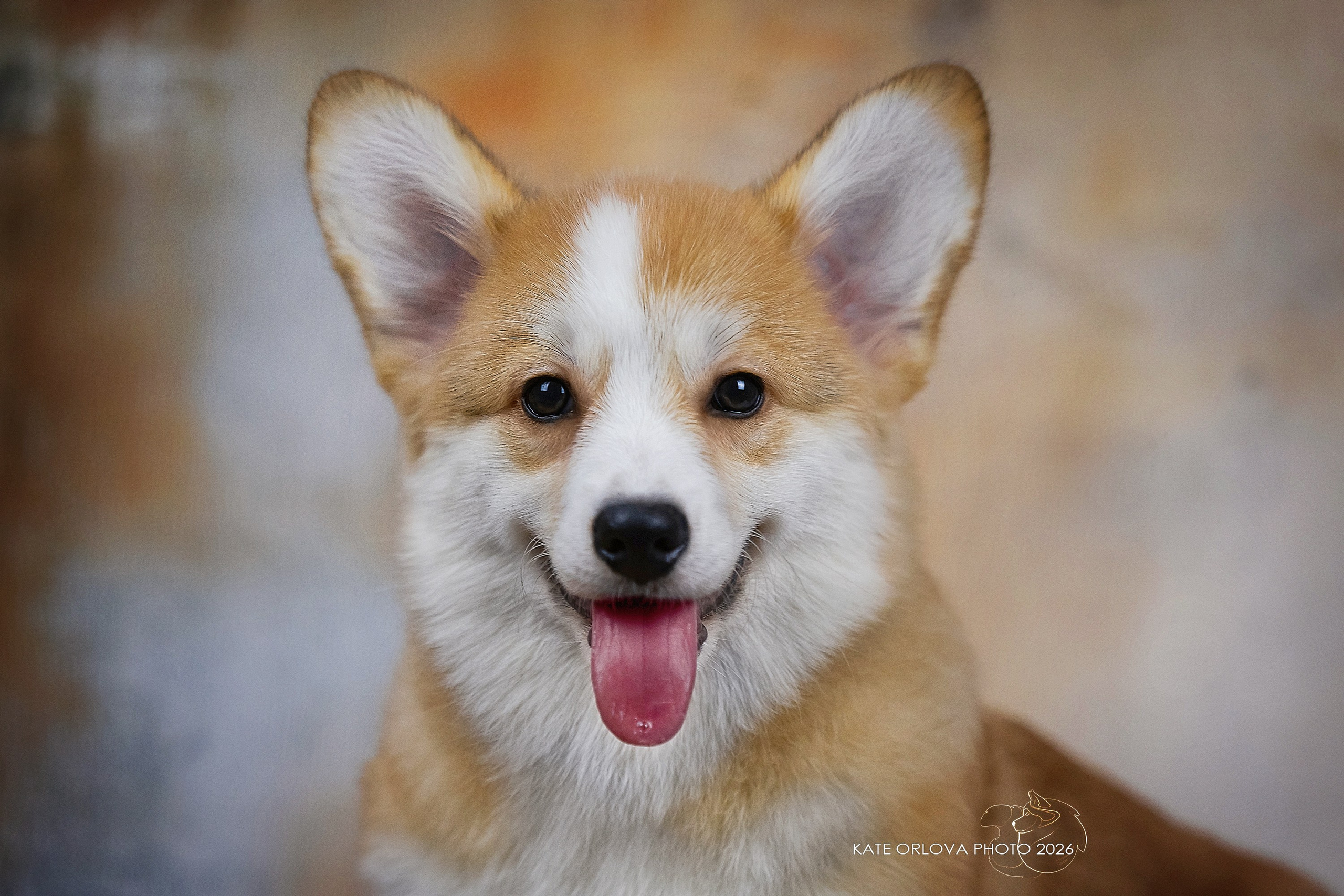 А — Кола и Цесей. Kawaii Kuma питомник собак пород Корги пемброк, Акита ину, Сиба