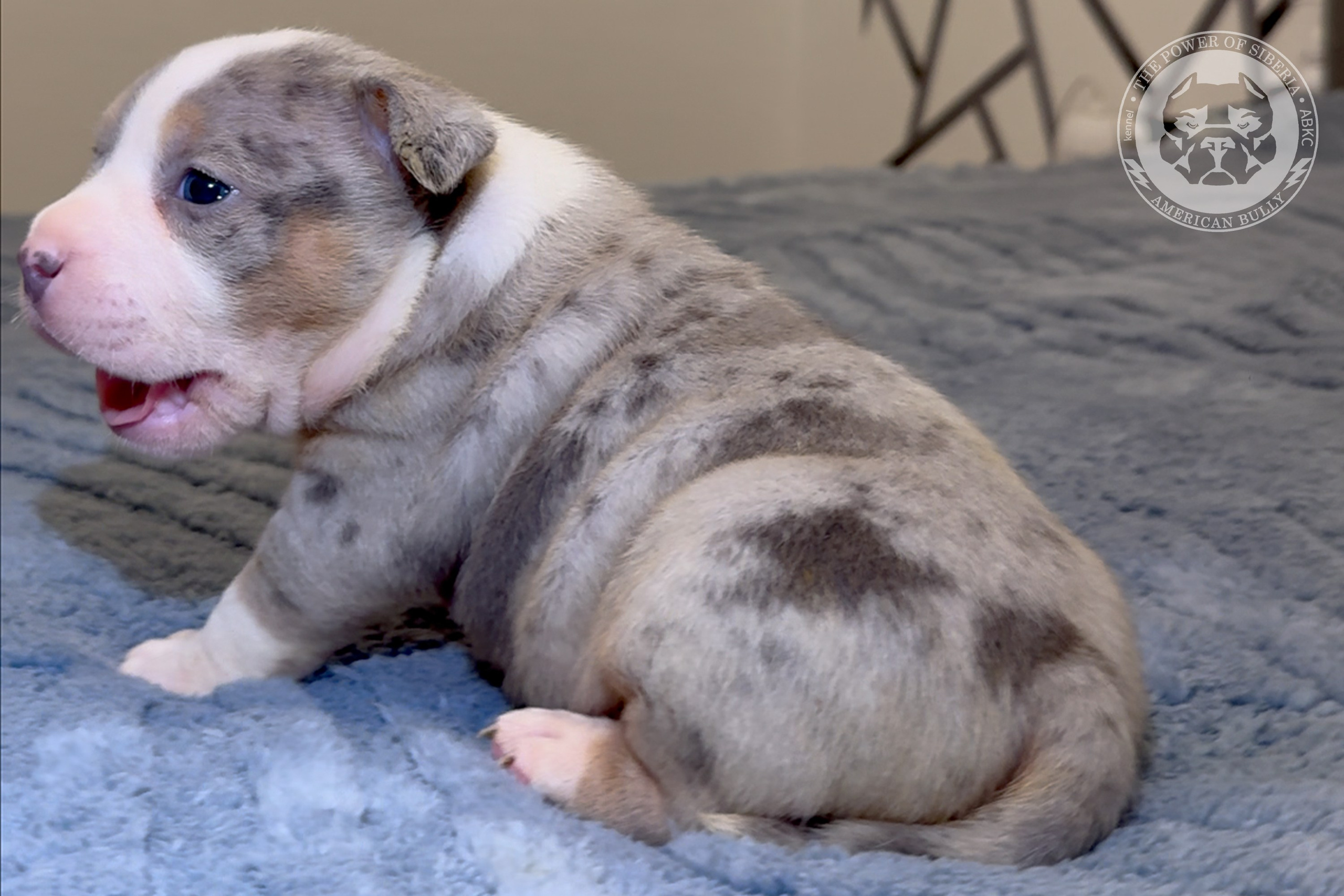 Свободные щенки Американский Булли, в типах покет, классик, стандарт. Американский Булли в г. Ростов-на-Дону. Питомник THE POWER OF SIBERIA