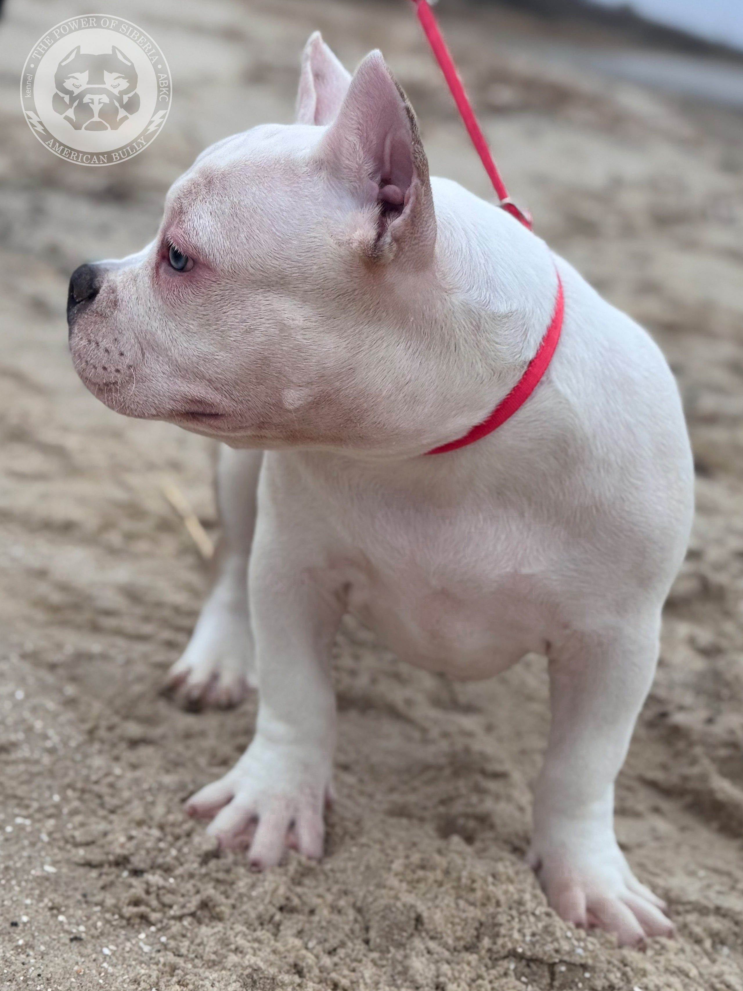 Свободные щенки Американский Булли стандарт и Свободные щенки Американский Булли классик. Американский Булли в г. Ростов-на-Дону. Питомник THE POWER OF SIBERIA