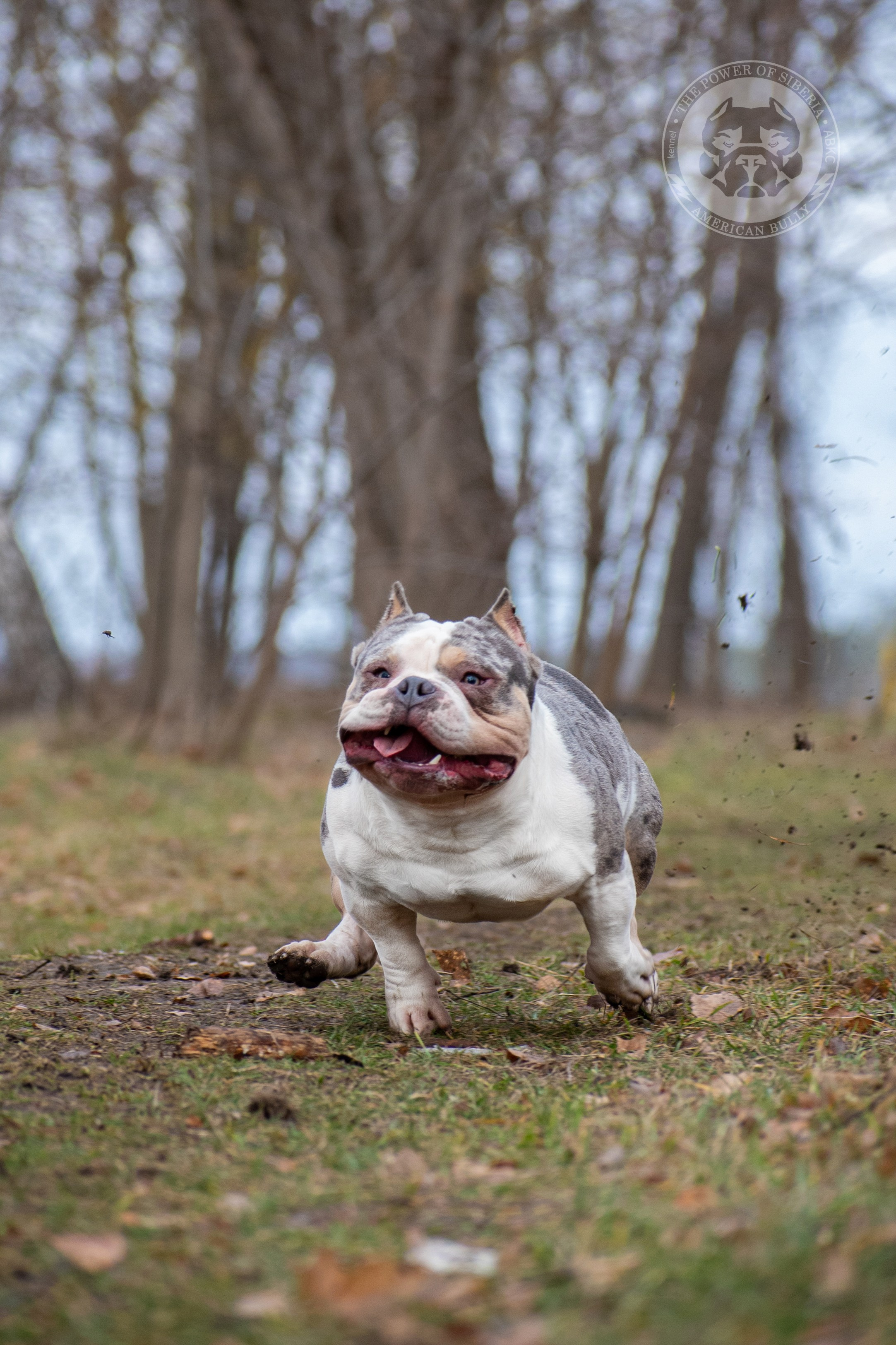Январские фотографии Каспера (дубль). Американский Булли в г. Ростов-на-Дону. Питомник THE POWER OF SIBERIA