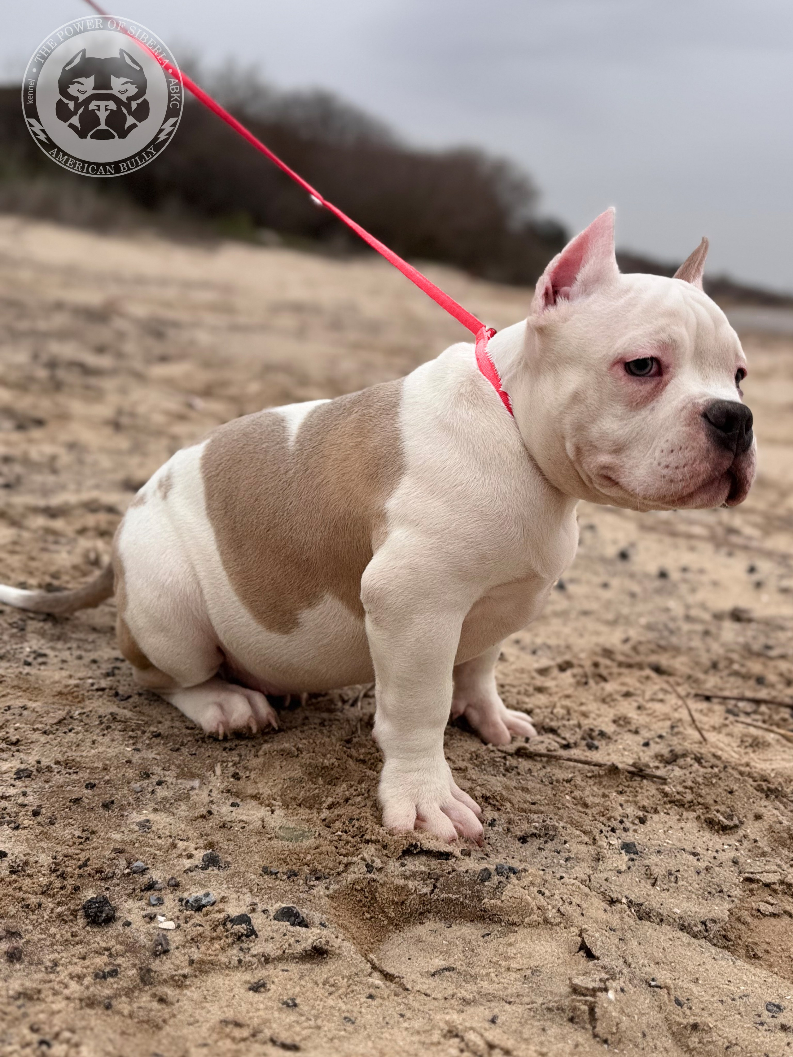 Свободные щенки Американский Булли, в типах покет, классик, стандарт. Американский Булли в г. Ростов-на-Дону. Питомник THE POWER OF SIBERIA